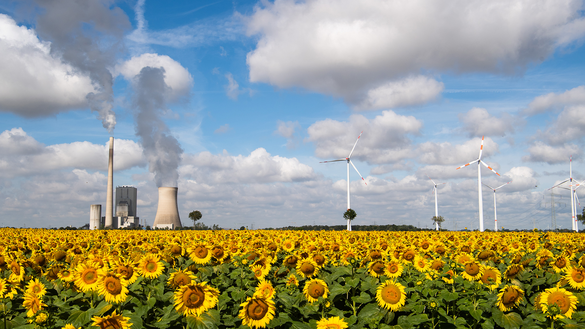 Niedersachsen, Mehrum: Ein Sonnenblumenfeld steht in Sichtweite vom Kohlekraftwerk Mehrum, Windrädern und Hochspannungsleitungen im Landkreis Peine. | dpa