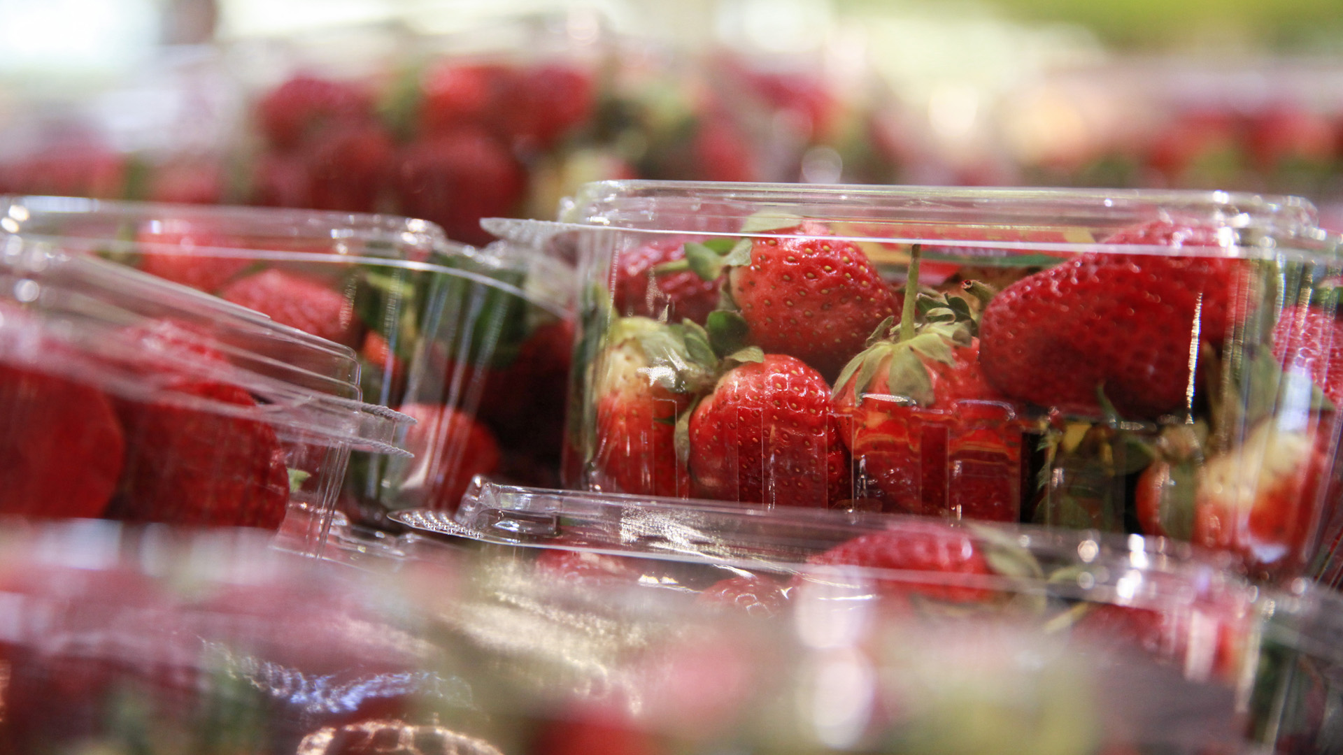 Erdbeeren liegen in Plastikschalen in einem Supermarkt