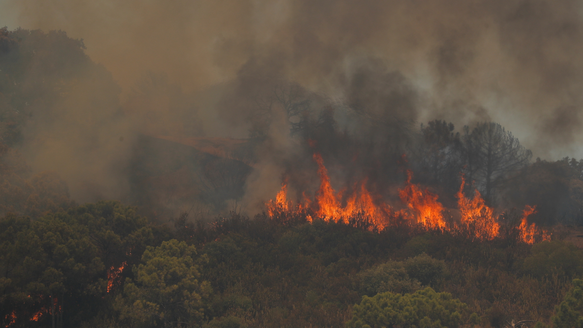 Flammen in einem Waldstück in Andalusien | REUTERS
