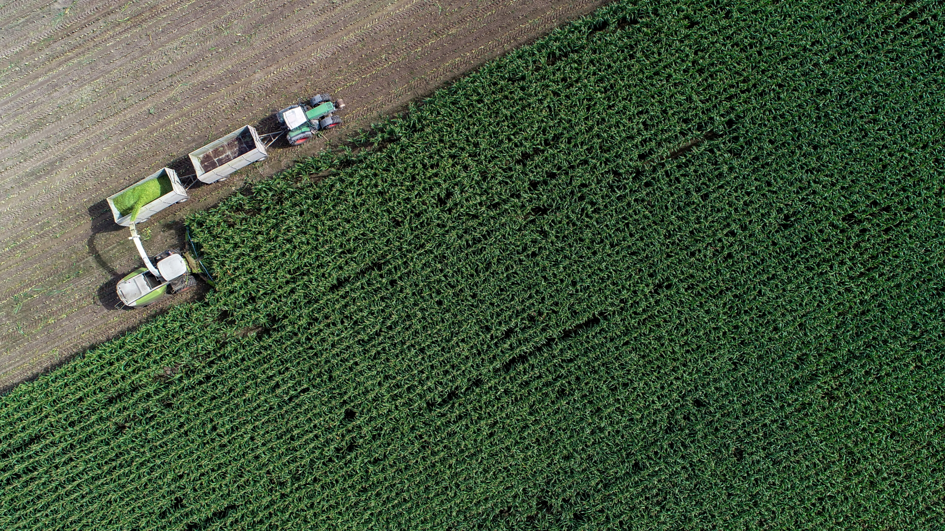 Auf einem Feld von einem Landwirtschaftsbetrieb wird Mais für eine Biogasanlage und als Futter für Kühe gehäckselt  | dpa