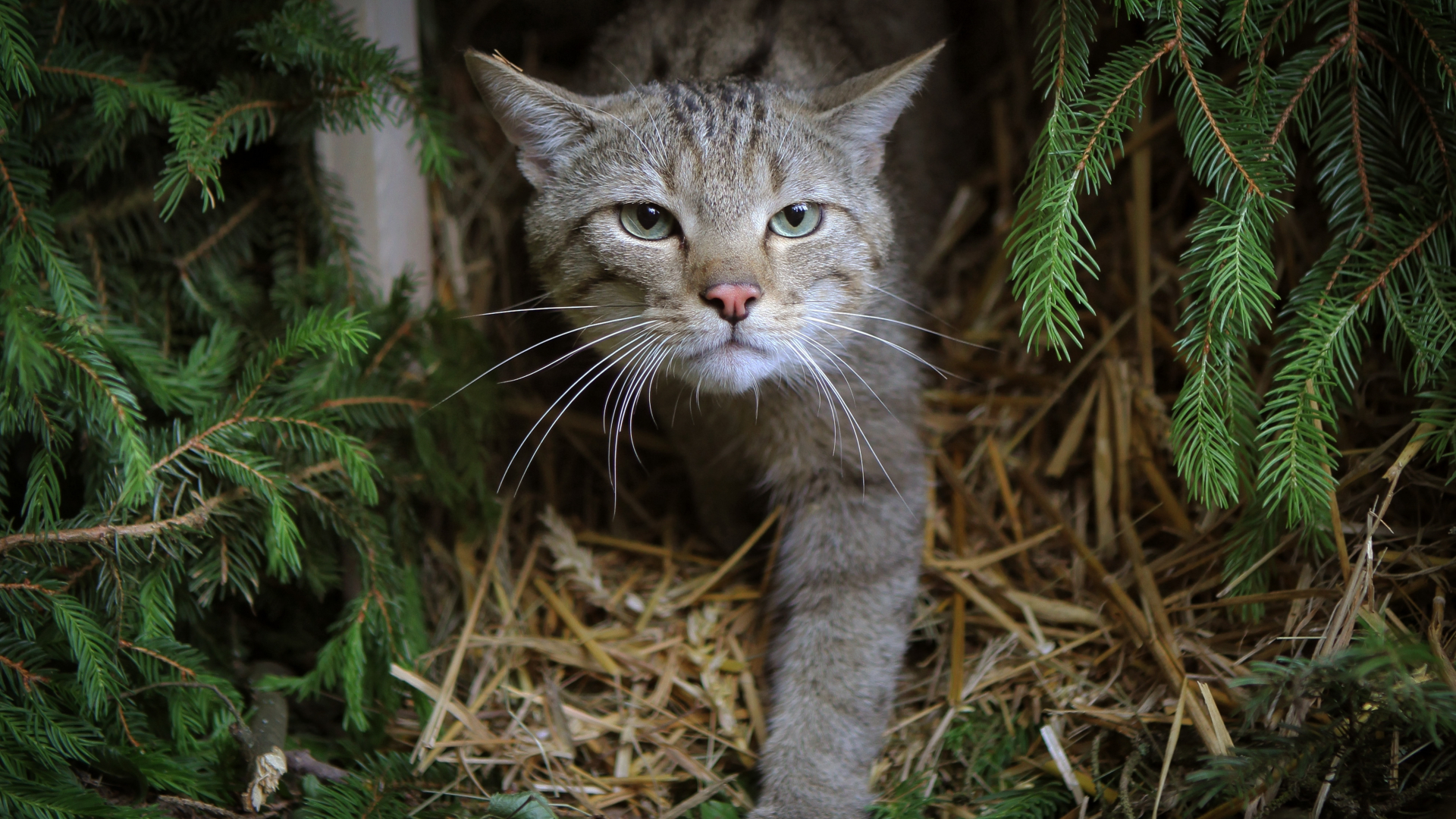 Eine Wildkatze erkundet in einem Wald ihr Auswilderungsgehege. (Aufnahme vom 23. Juni 2013) | dpa