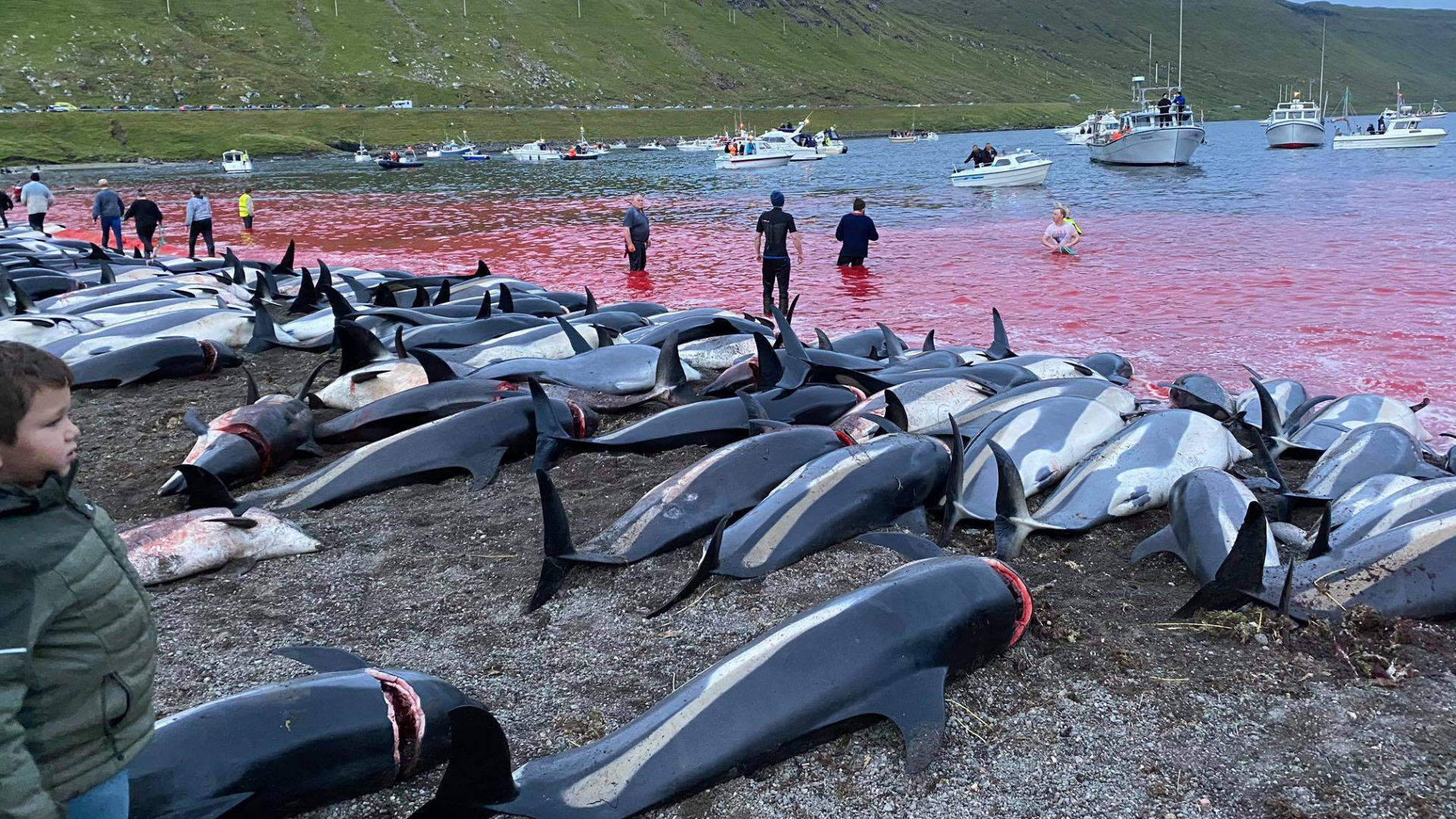 Getötete Delfine liegen an einem Strand auf den Färöer-Inseln. | AP