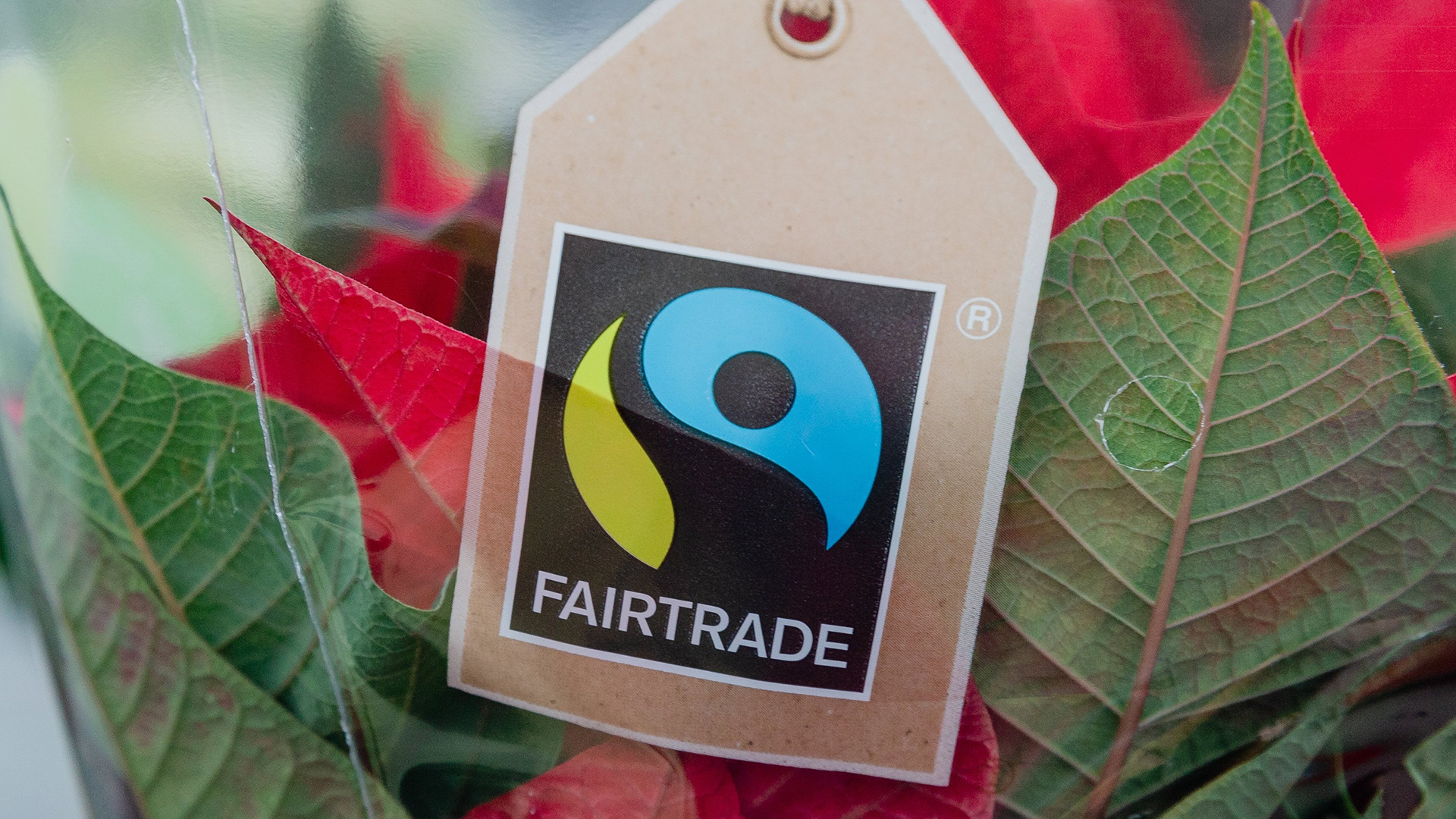 Das Fairtrade-Zeichen ist an der Verpackung einer Topfblume zu sehen.