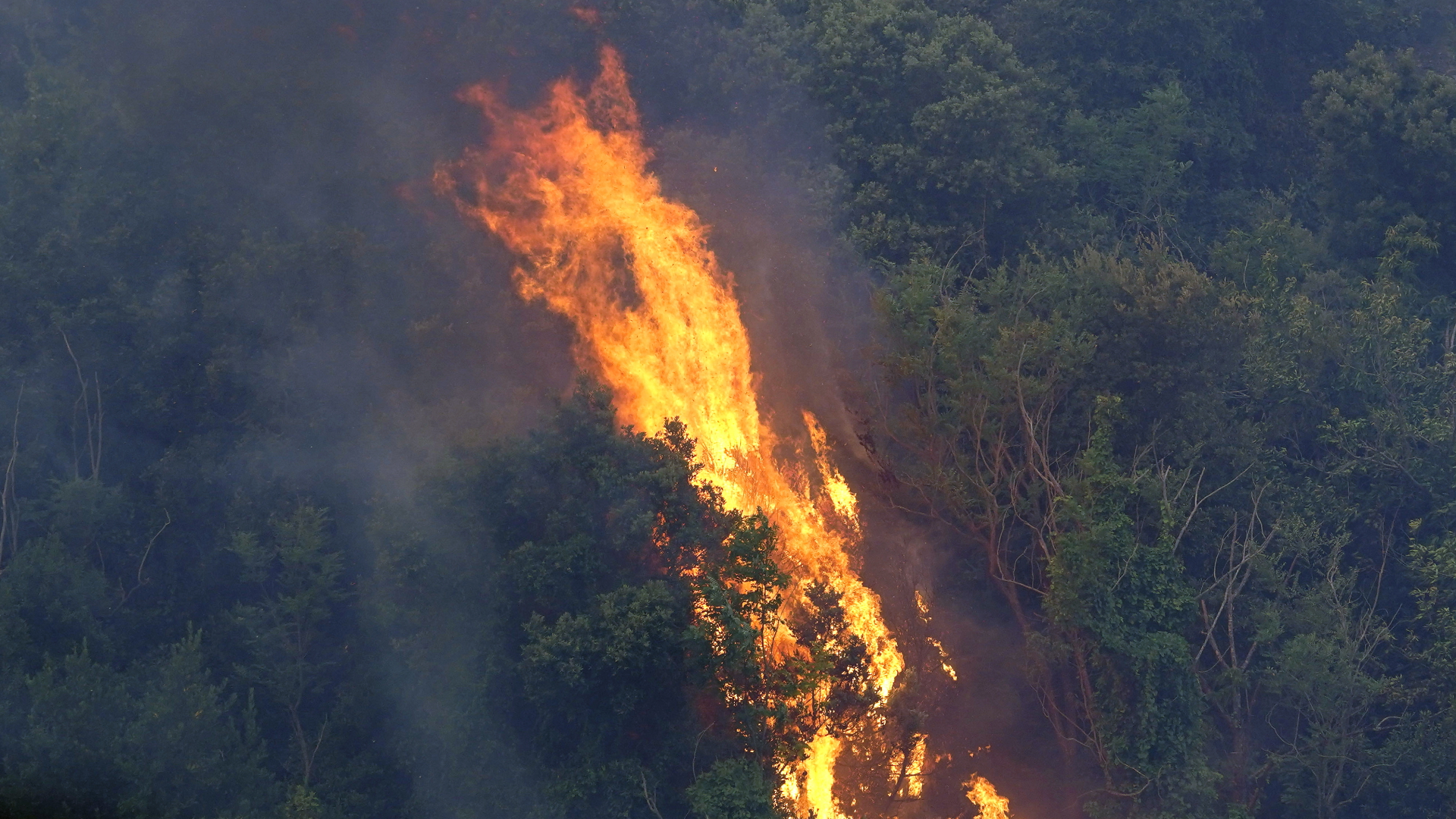 Bäume stehen in Flammen während der Brände in der Nähe von Oristano  | dpa