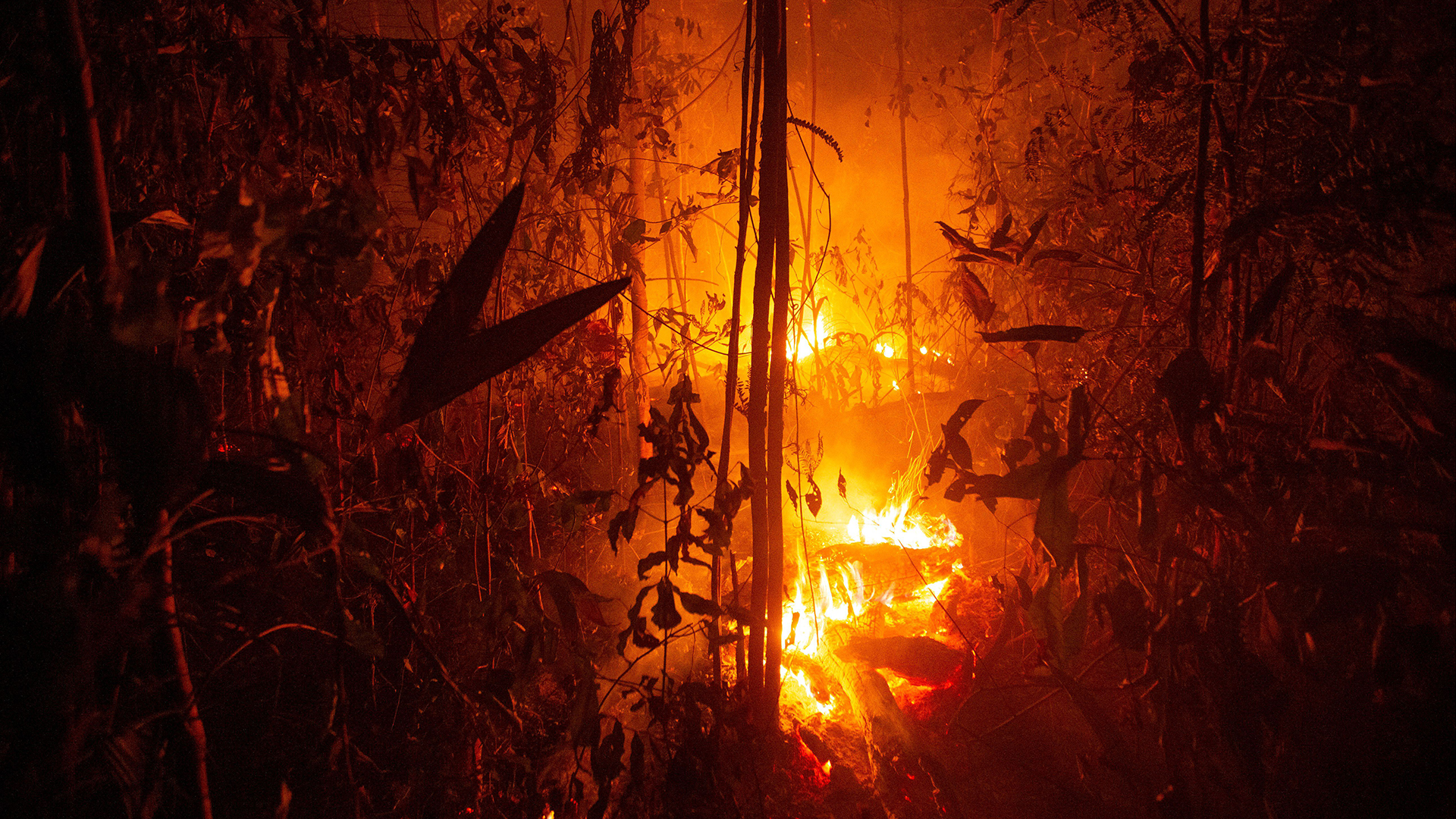 Große Bereiche des Regenwaldes nahe Porto Velho, Brasilien, brennen. | JOEDSON ALVES/EPA-EFE/REX