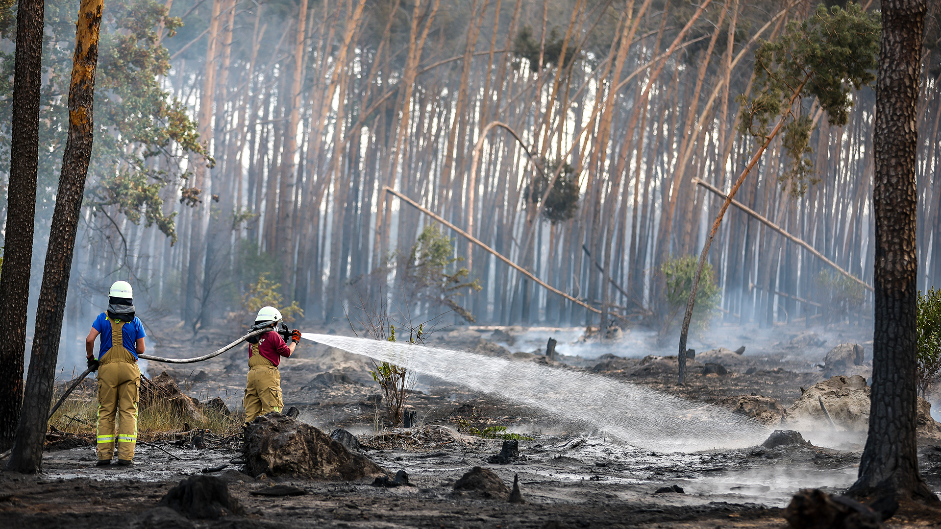 Feuerwehrleute löschen Glutnester in einem Waldgebiet in Brandenburg bei einem Waldbrand. | dpa