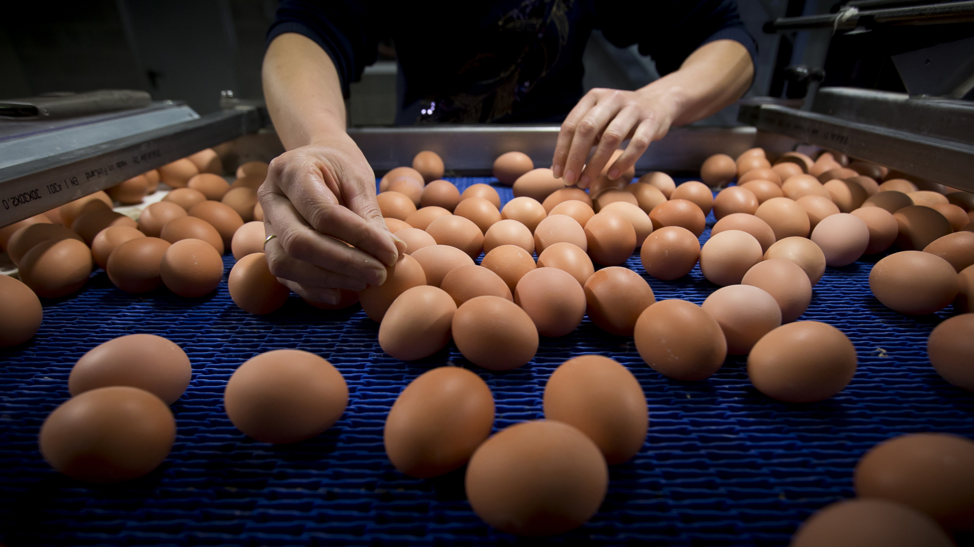 Eier auf der Sortiermaschine einer Hühnerfarm in Merksplas, Belgien.
