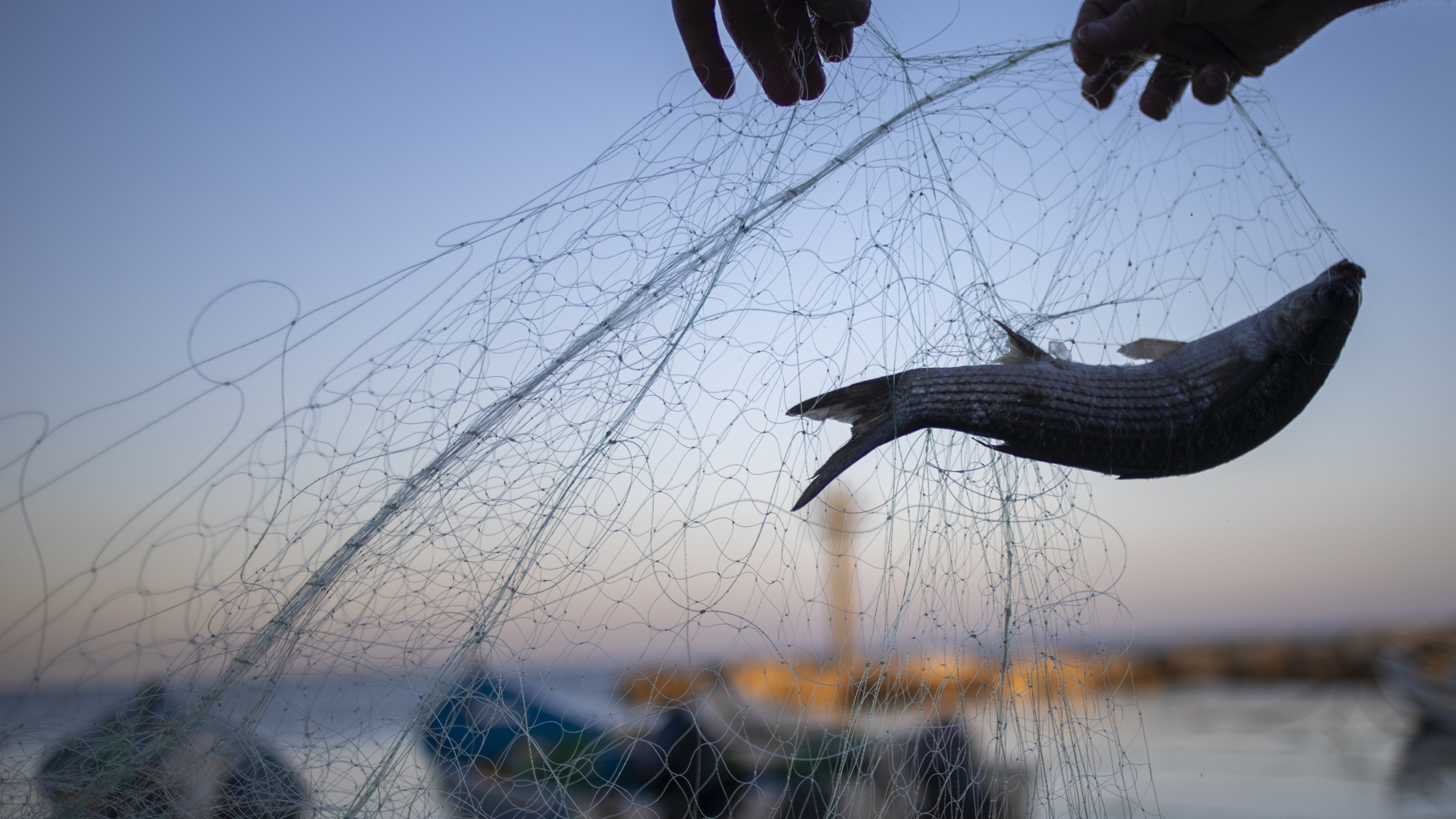 Ein Fisch hängt in einem Fischernetz | dpa