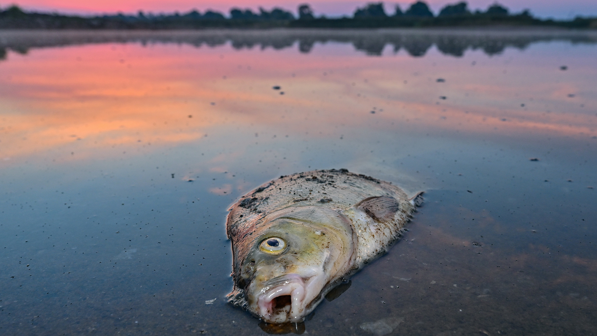 Ein toter Blei liegt am frühen Morgen bei Lebus (Brandenburg) im flachen Wasser vom deutsch-polnischen Grenzfluss Oder. | dpa