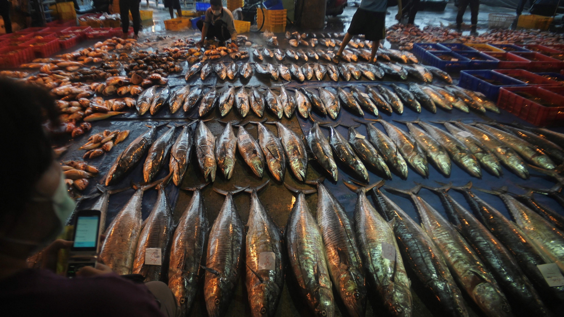 Gefangener Fisch in China | AFP
