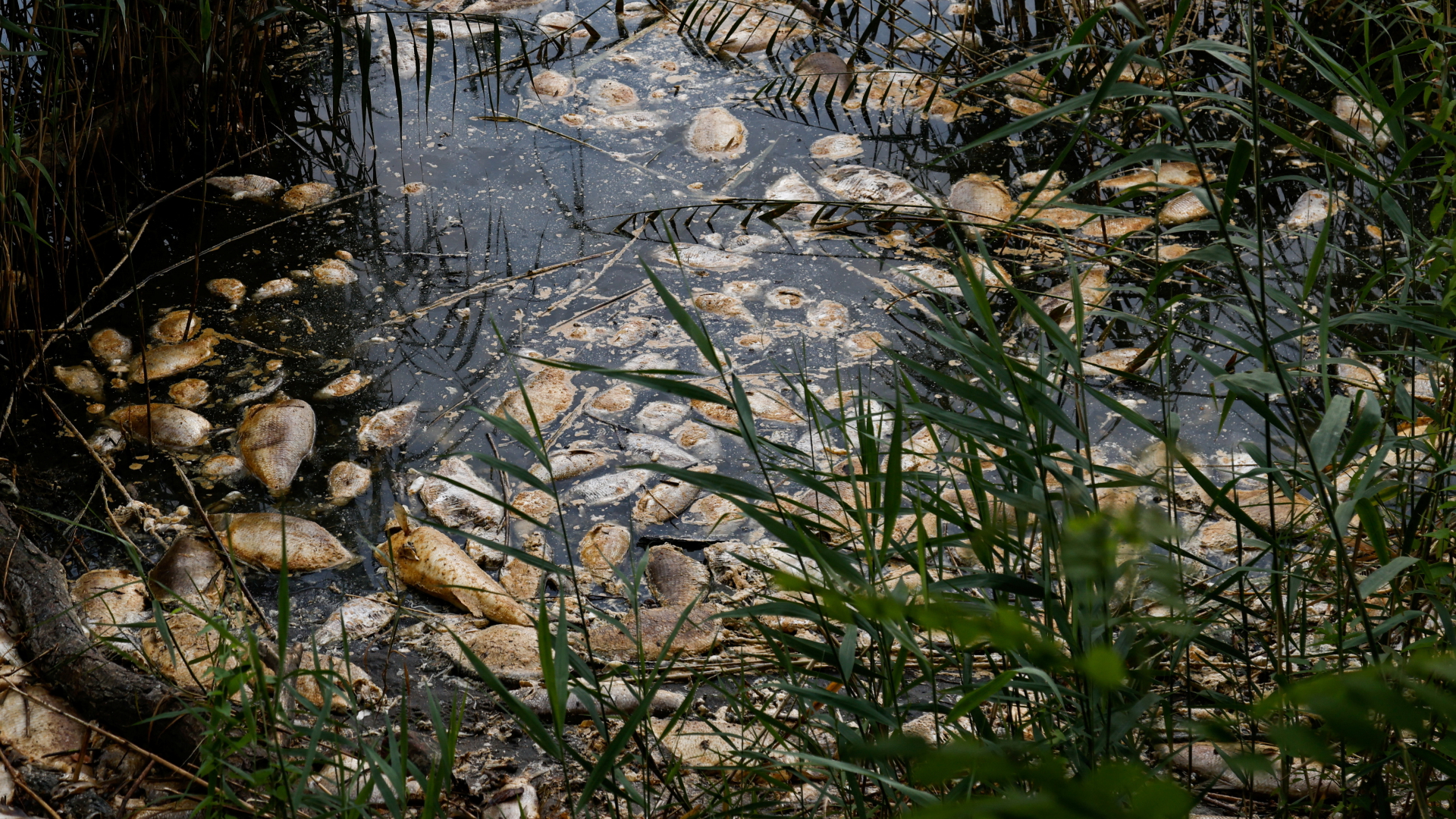 Tote Fische schwimmen an der Wasseroberfläche der Oder | REUTERS