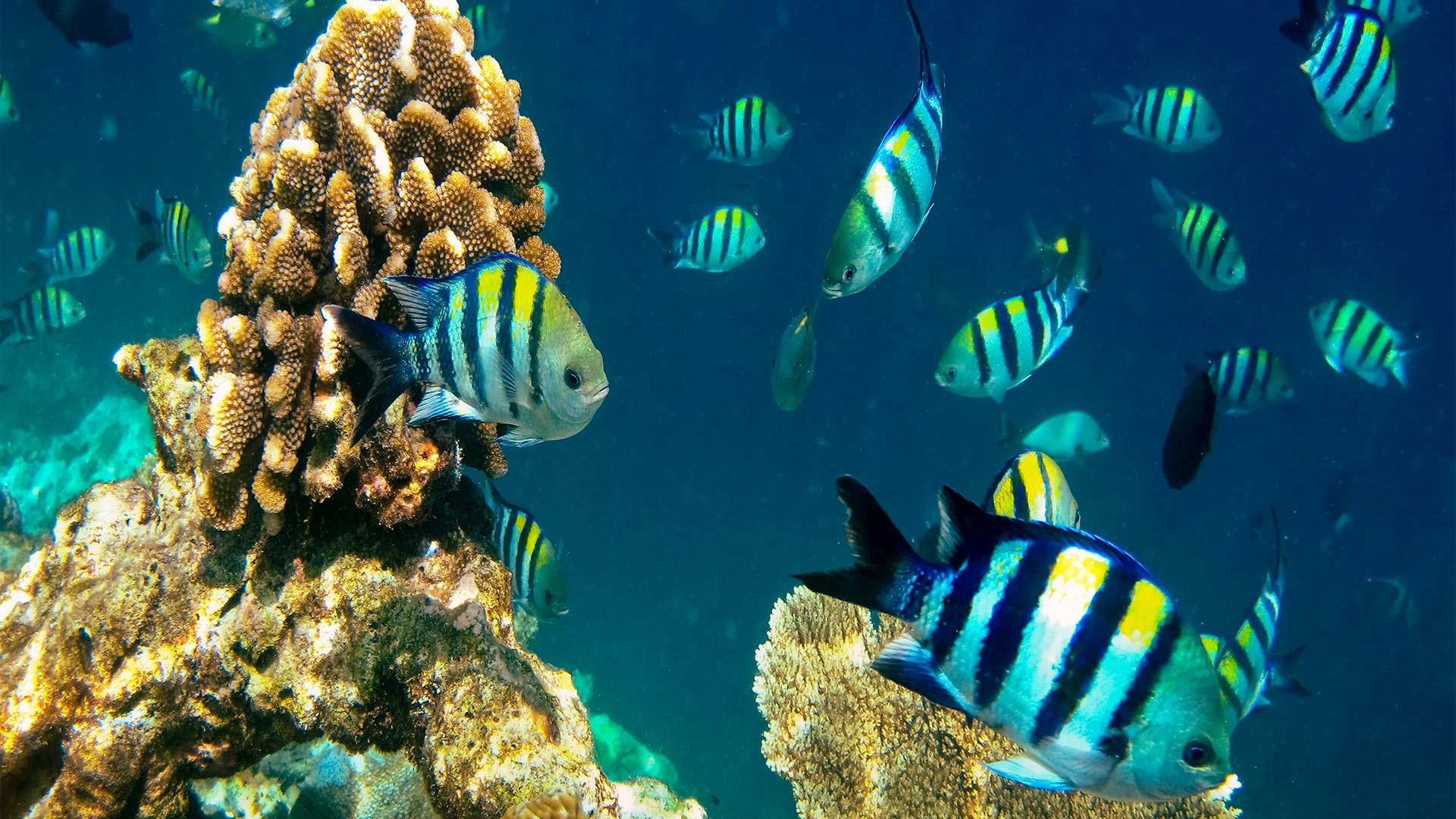 Fische an einem Korallenriff | picture alliance / Global Travel