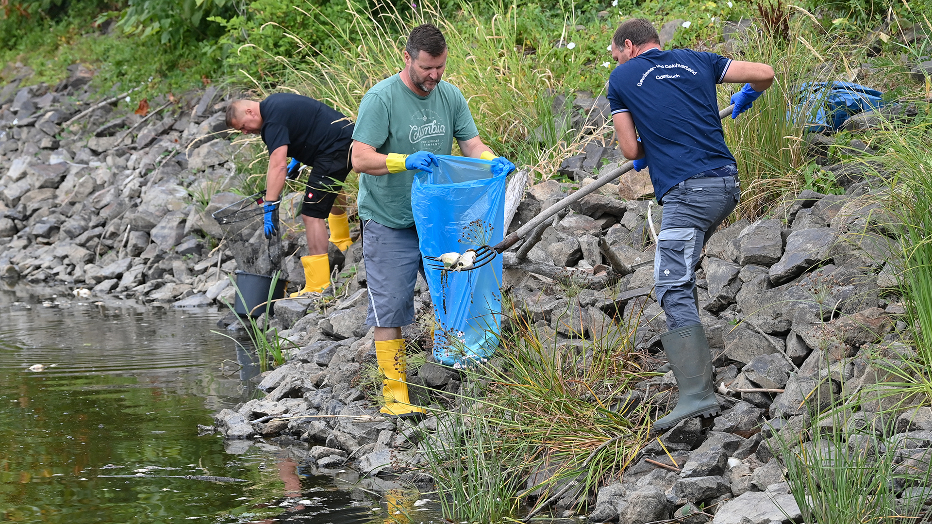 reiwillige Helfer bergen tote Fische aus dem Wasser des deutsch-polnischen Grenzflusses Oder. | dpa