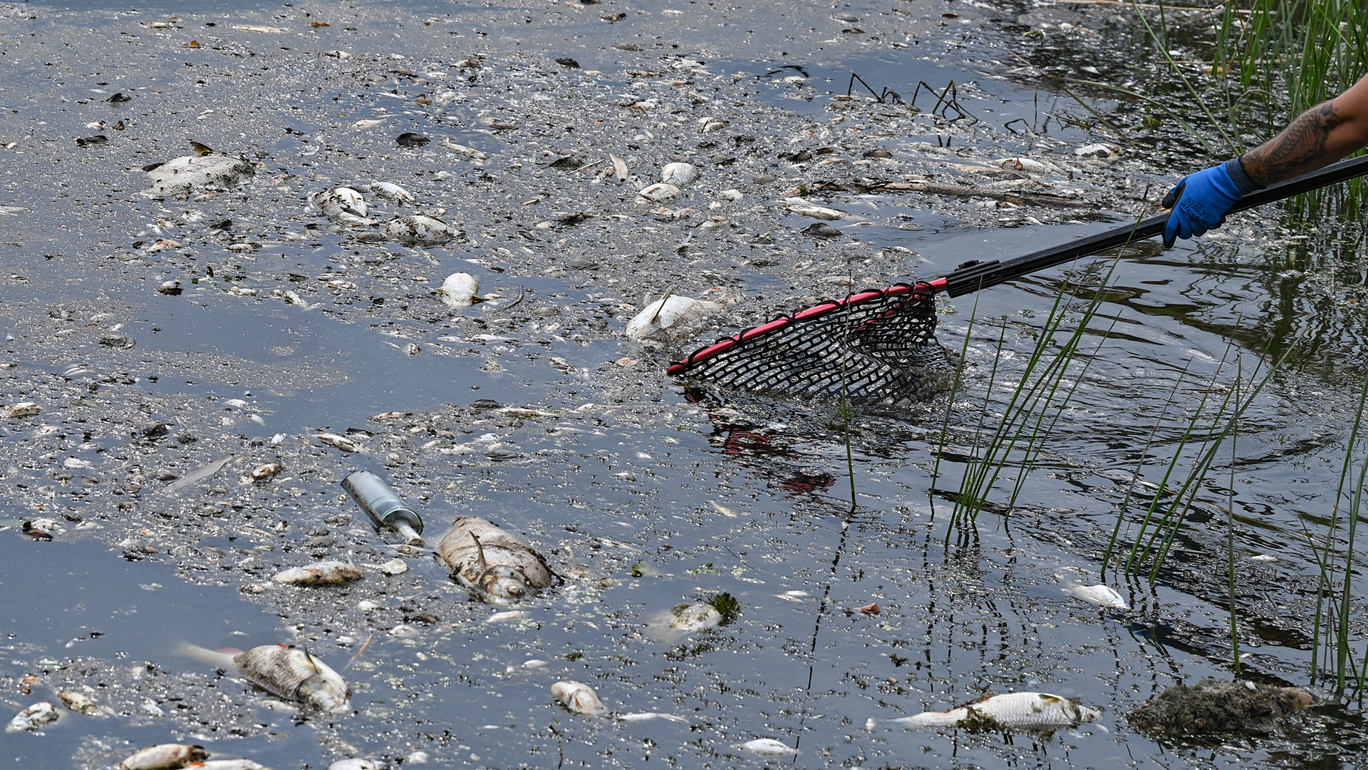 Ein freiwilliger Helfer holt mit einem Kescher tote Fische aus dem Wasser des deutsch-polnischen Grenzflusses Oder. | dpa