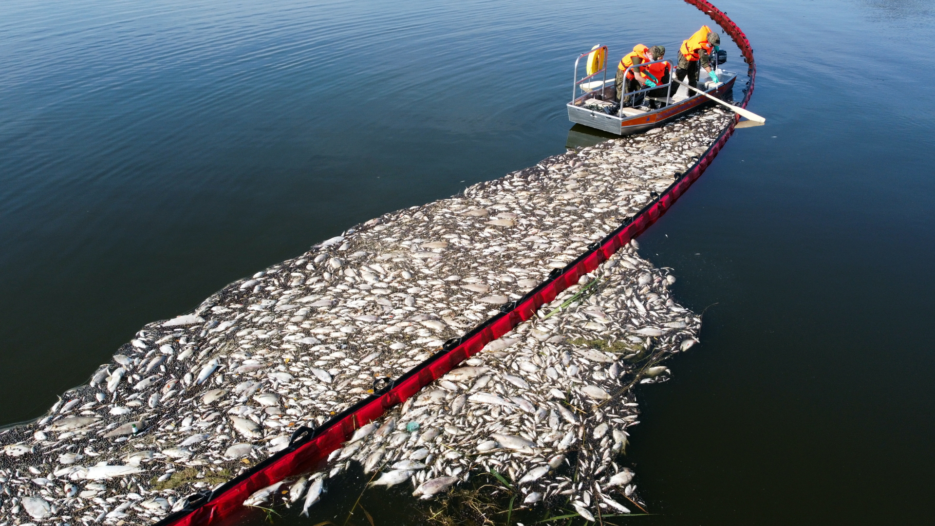 Arbeiter beteiligen sich an einer Aktion zur Reinigung der Oder von toten Fischen mit Hilfe eines flexiblen Damms