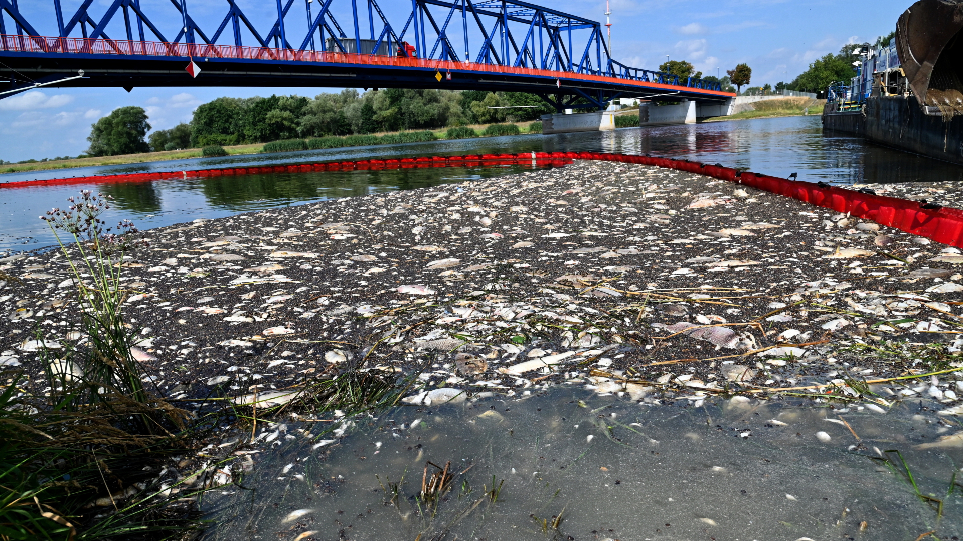 Tote Fische schwimmen an der Wasseroberfläche des deutsch-polnischen Grenzflusses Oder. | dpa