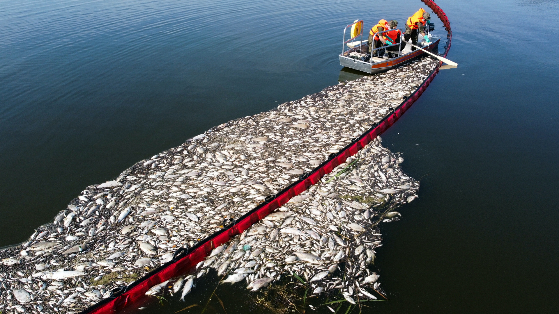 Polnische Arbeiter beteiligen sich an einer Aktion zur Reinigung der Oder von toten Fischen mit Hilfe eines flexiblen Damms. | dpa