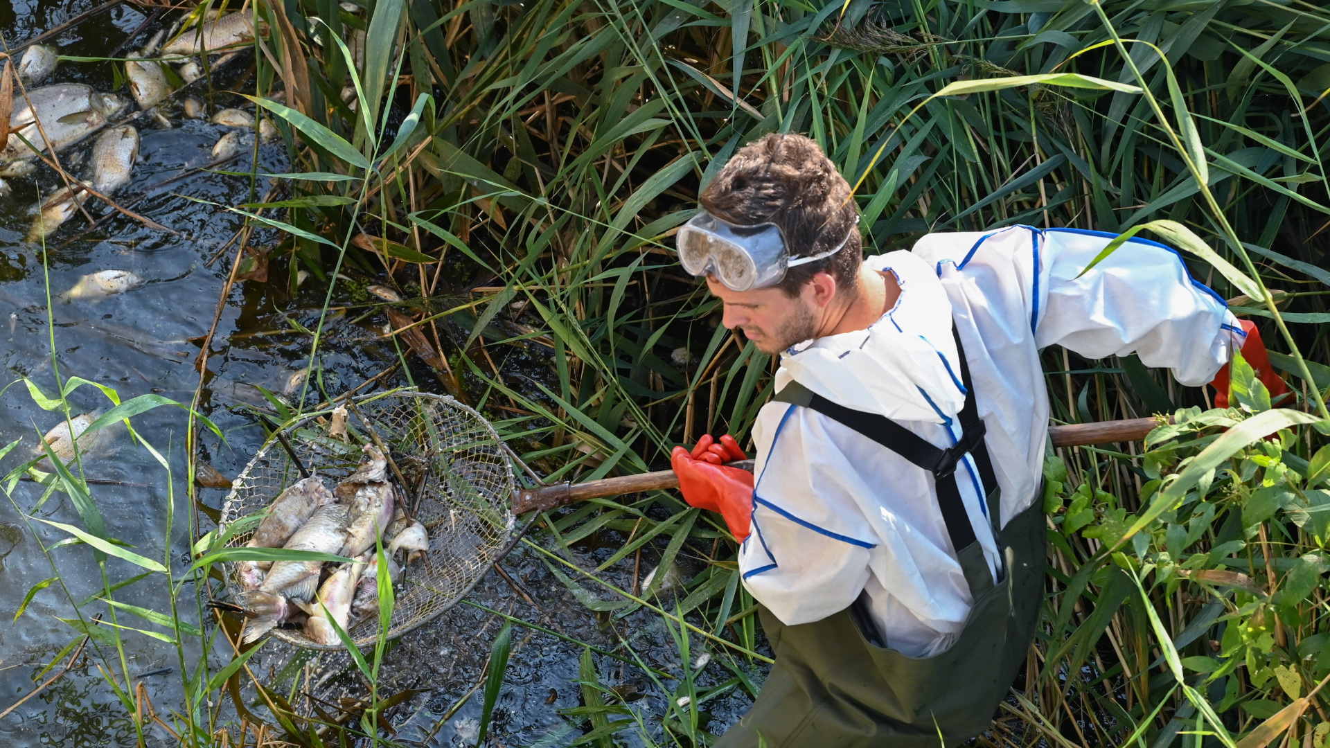 Andreas Hein, Ranger bei der Naturwacht Brandenburg, steht im deutsch-polnischen Grenzfluss Westoder und holt mit einem Kescher tote Fische aus dem Wasser.