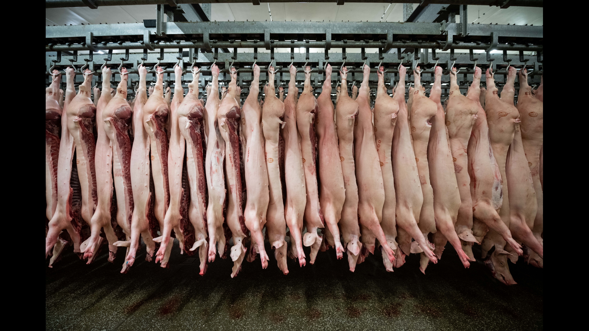 Schweinehälften hängen aufgereiht in einem Schlachthof in Niedersachsen. | dpa