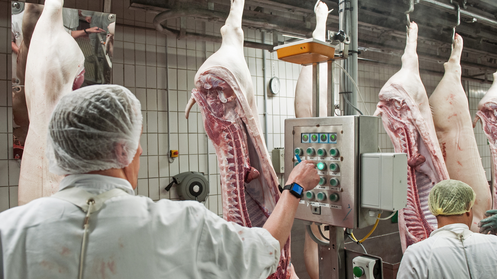Schweinehälften passieren einen Kontrollpunkt in einem Schlachthof in Ostfriesland | dpa
