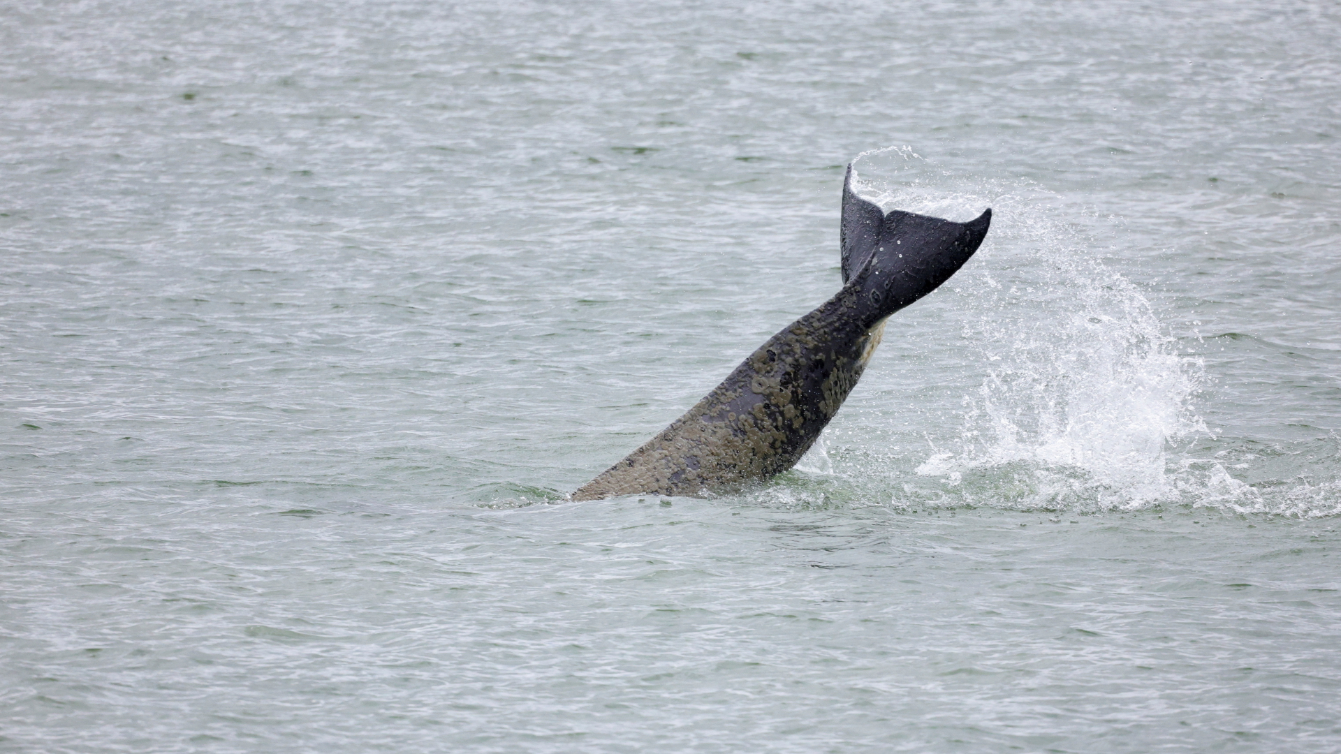 Ein Orca in der Seine zwischen Le Havre und Rouen | REUTERS