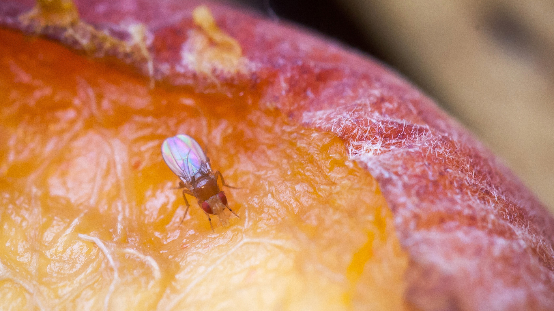 Eine Fruchtfliege (Drosophilidae) sitzt auf einem Pfirsich. | picture alliance / dpa