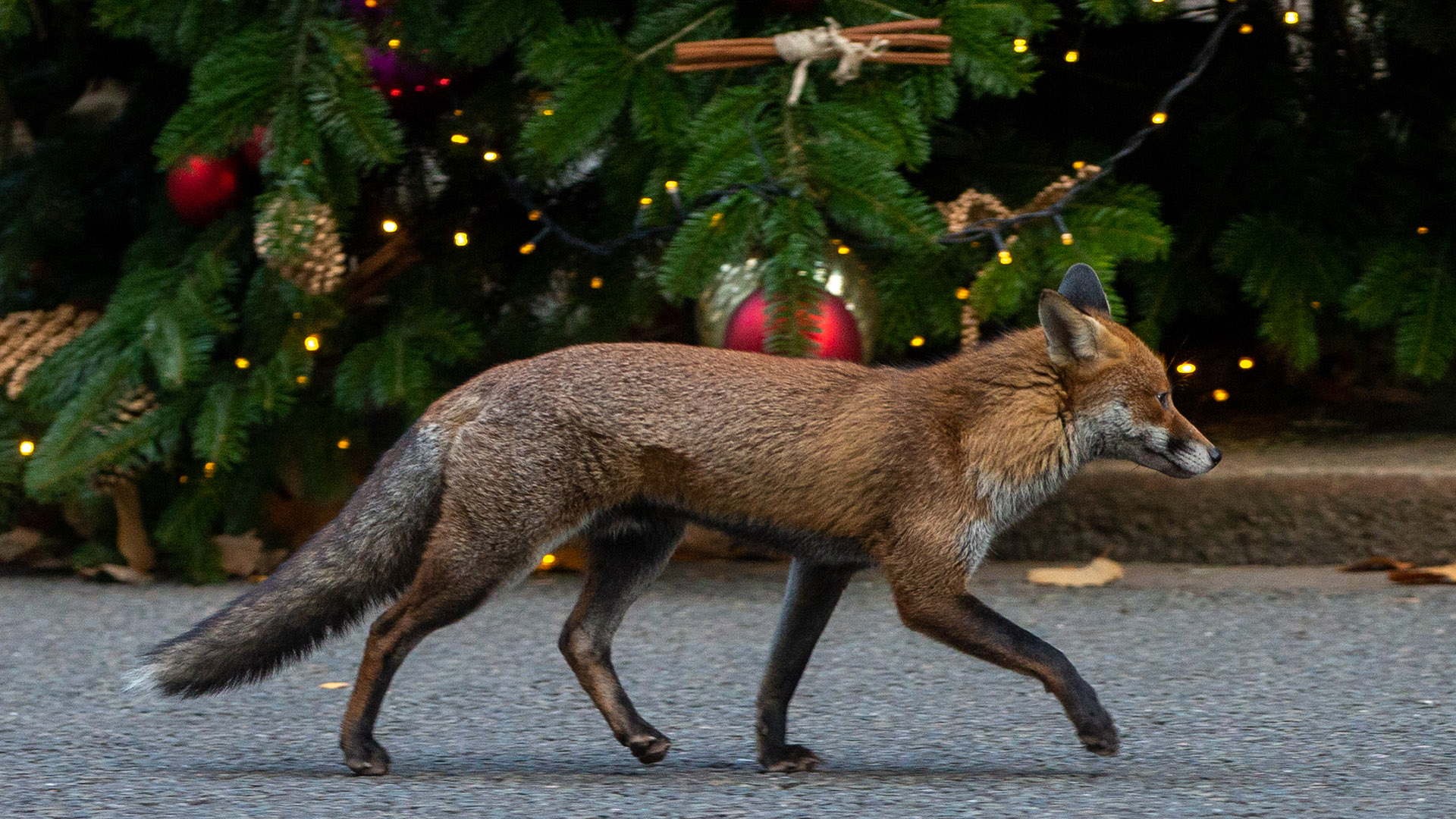 Ein Fuchs läuft am Weihnachtsbaum vor dem Amtssitz des britischen Premierministers vorbei. | dpa