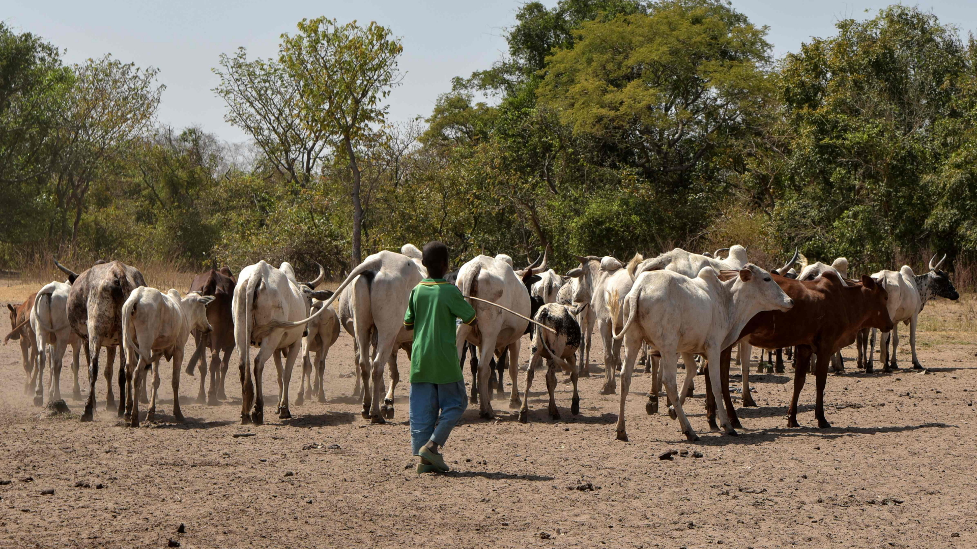 Fulani-Nomaden ziehen mit ihrem Vieh während der Trockenzeit in Regionen mit Wasser. | AFP