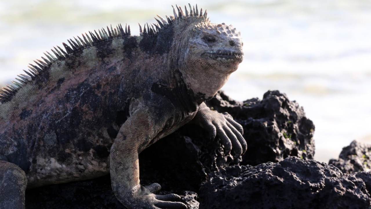 Ein auf den Galapagos-Inseln lebender Iguana.  | dpa