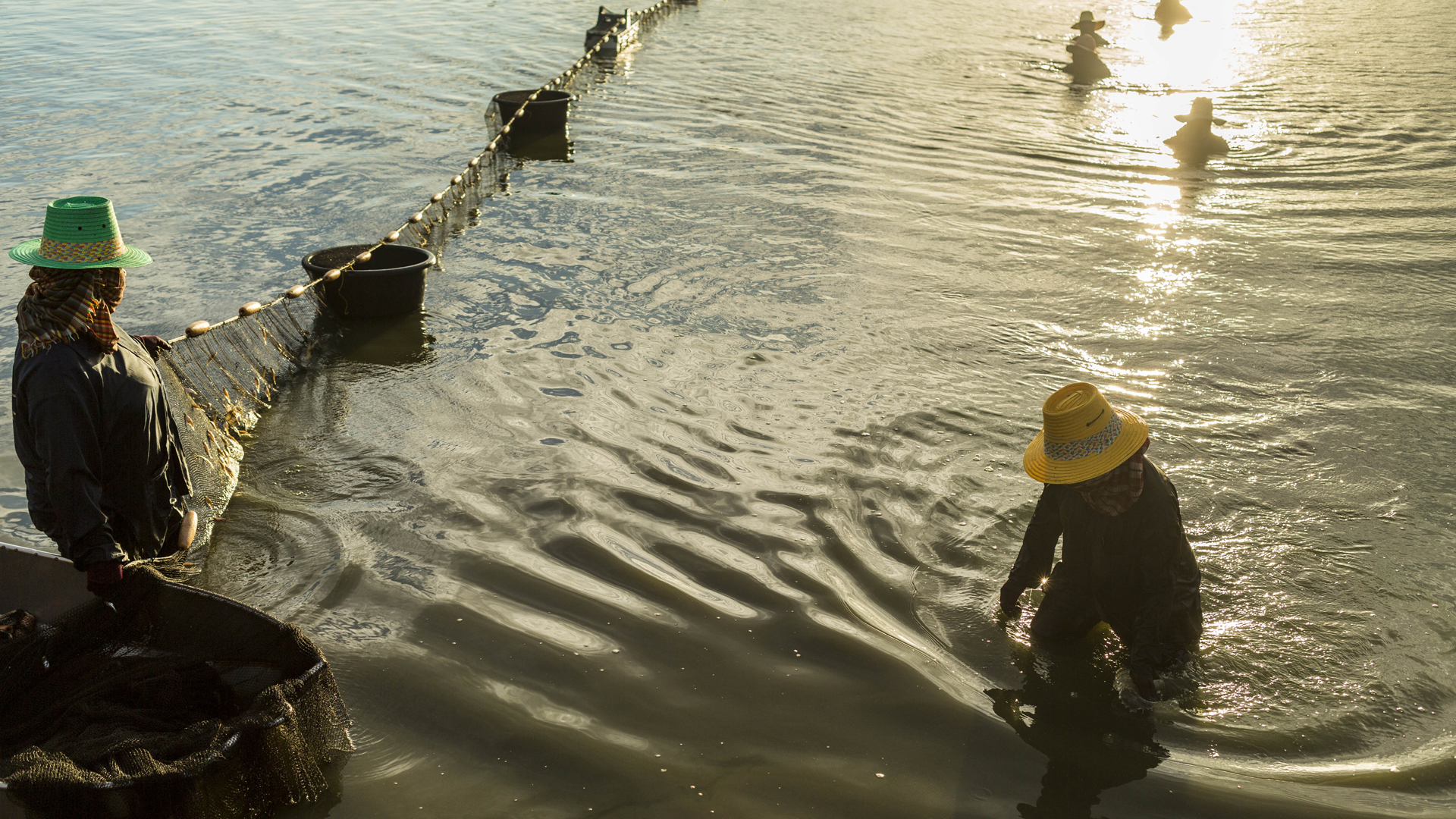 Arbeiter in einer Garnelenfarm in der thailändischen Provinz Saphunburi ernten Garnelen aus einem Teich. (Archivbild: Mai 2013) | picture alliance / ZUMAPRESS.com