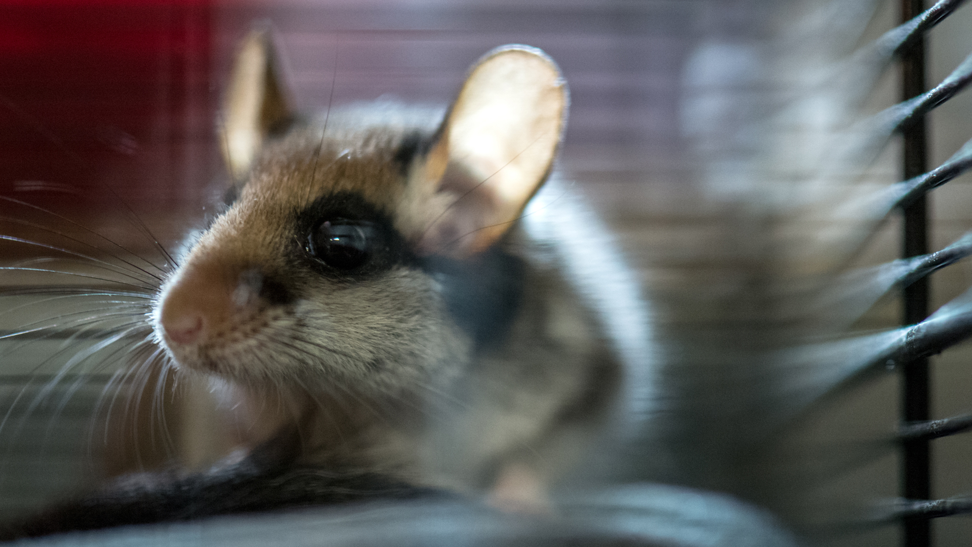 Ein Gartenschläfer in Nahaufnahme. Optisch ähnelt er einer Maus, hat aber eine deutlich andere Fellzeichnung. Auffällig vor allem die schwarzen Kreise um die Augen, die einer Zorro-Maske ähneln. | dpa