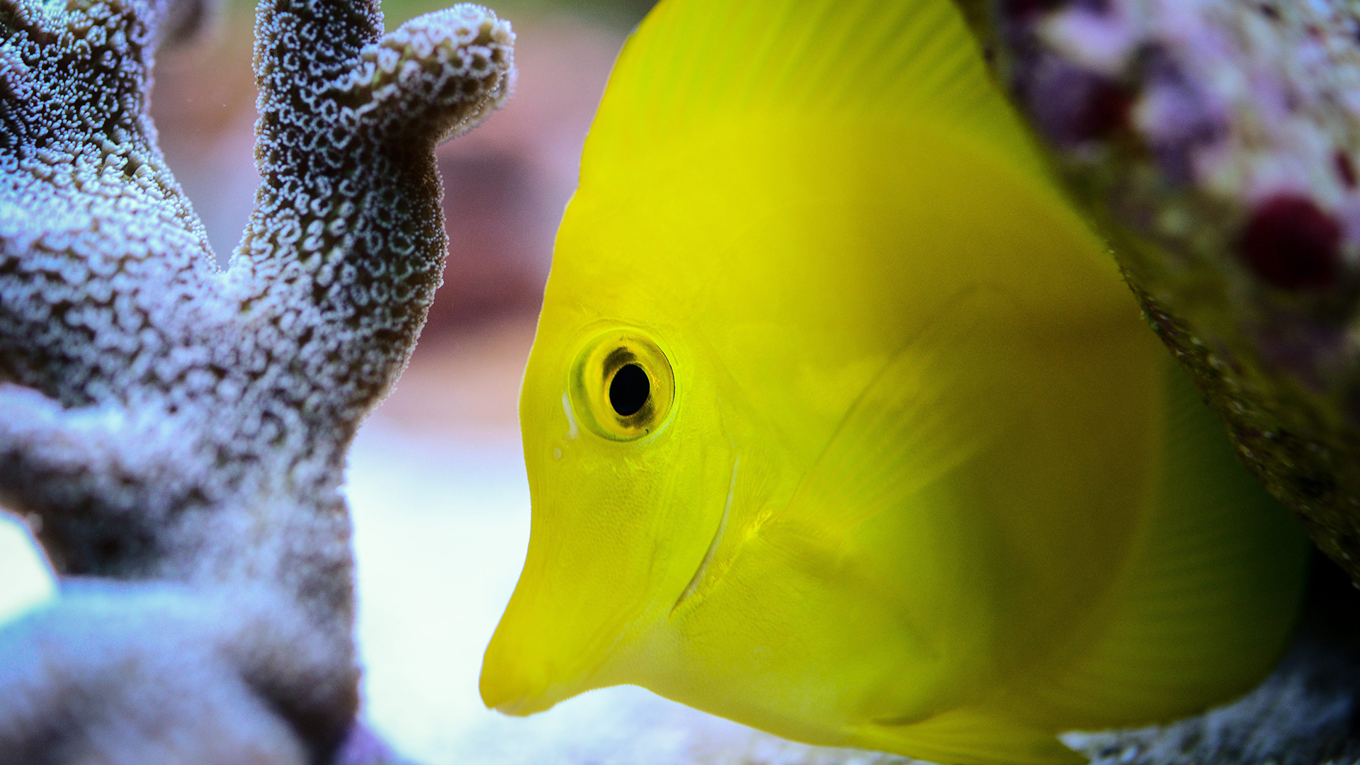 Ein gelber Zitronenflossen-Doktorfisch schwimmt zwischen Korallen in einem Aquarium. | picture alliance/dpa