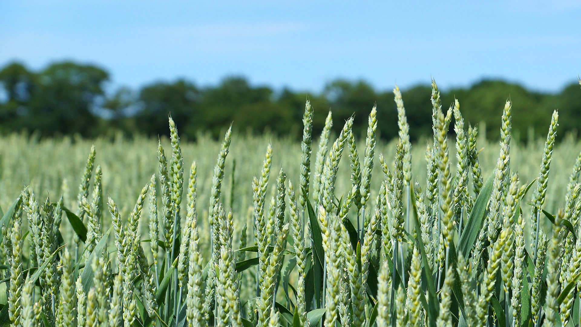 Genetisch veränderte Weizenären auf einem Feld | picture alliance / Zoonar