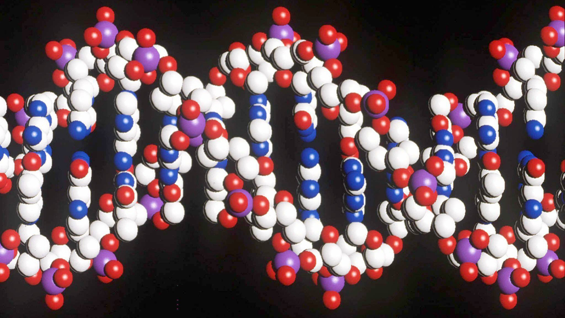 Modell eines menschlichen DNA-Stranges mit der doppelten Helix-Struktur | picture-alliance / dpa