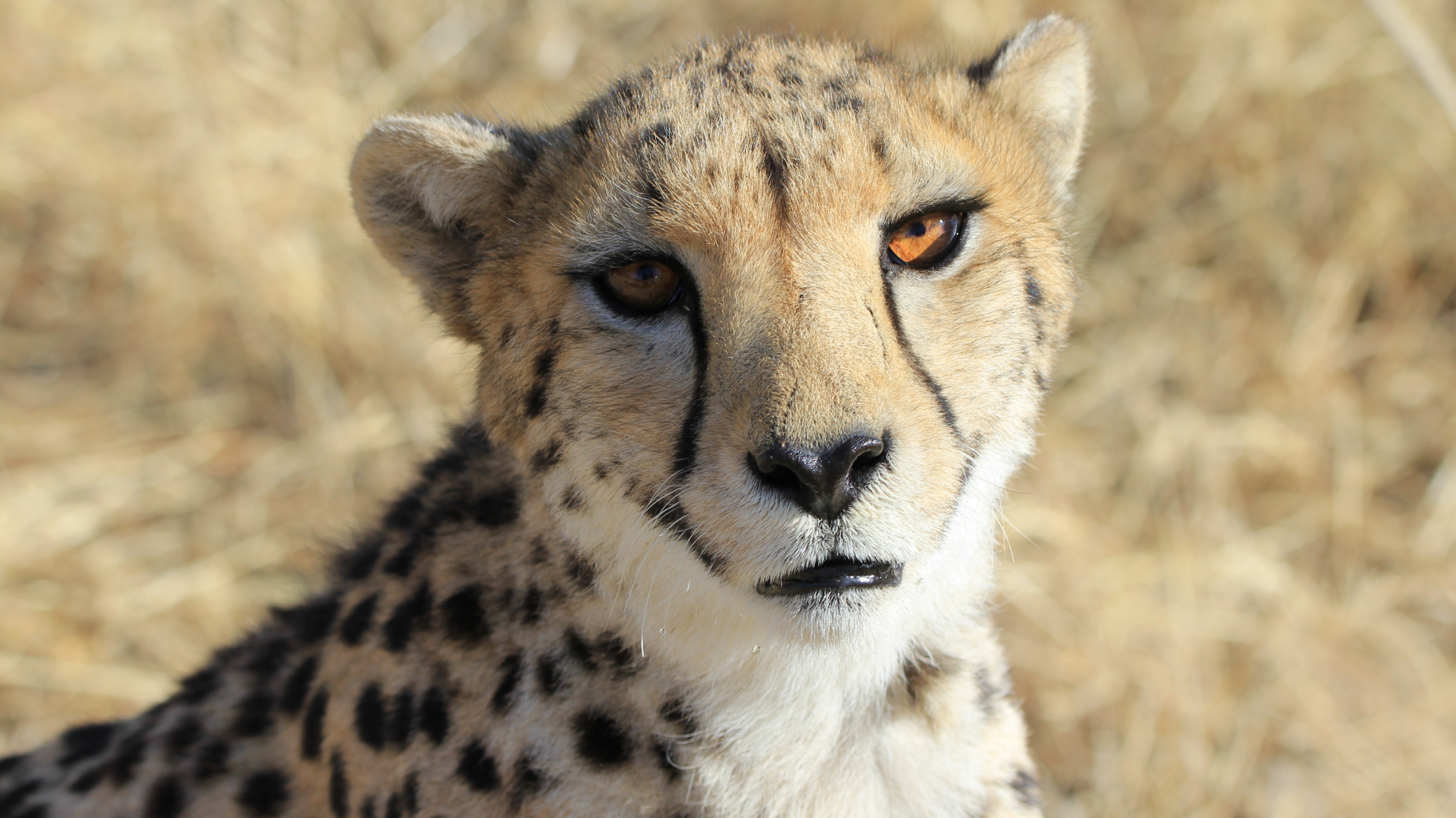 Eines der weiblichen Geparden steht in einem Gehege im Zentrum des Cheetah Conservation Fund in Otjiwarongo. | dpa
