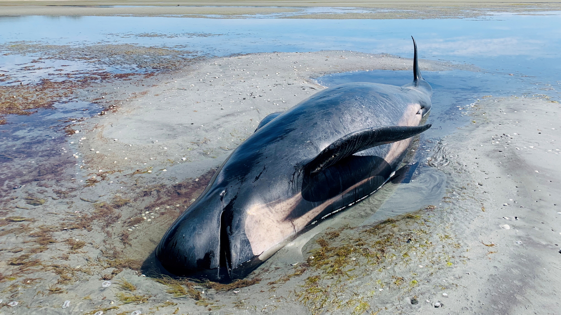 Ein gestrandeter Grindelwal liegt tot an Neuseelands Küste. | MARION SUTTON via REUTERS