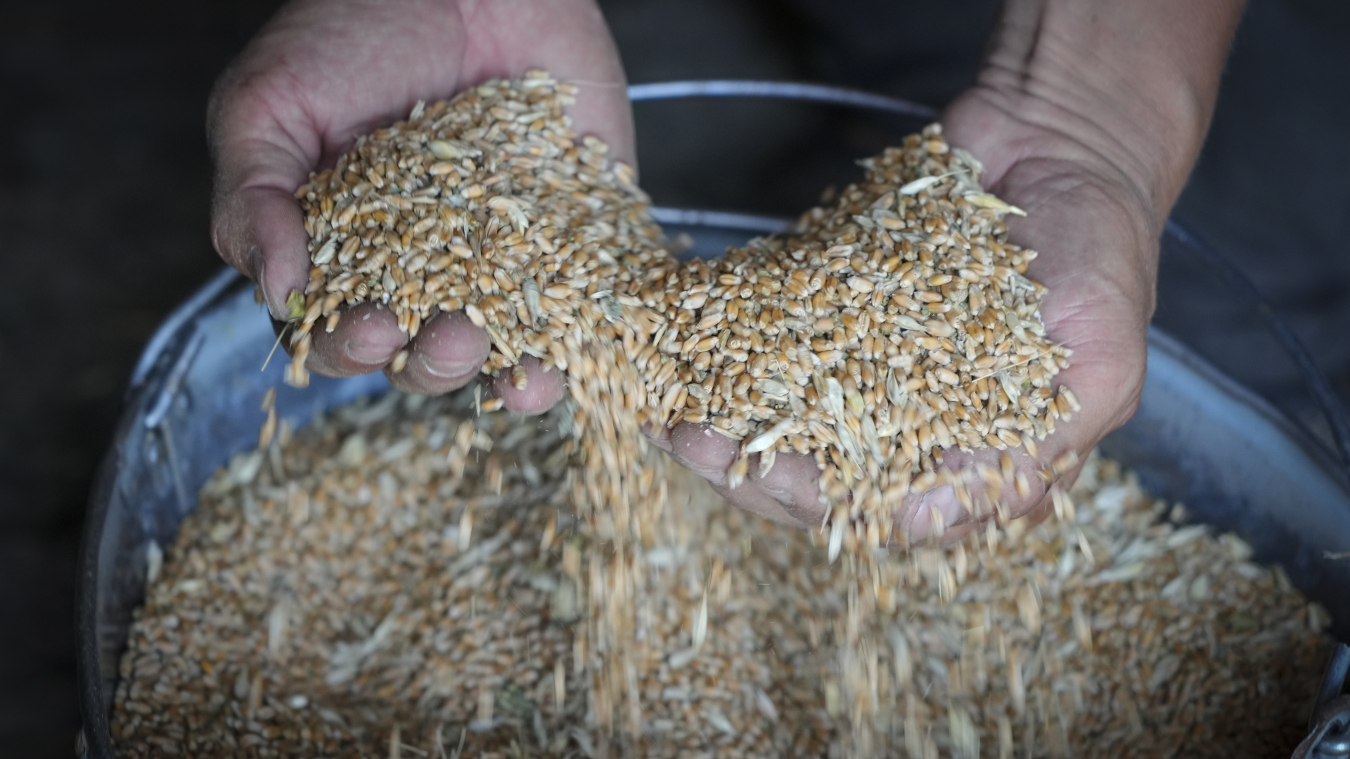 Ein ukrainischer Landwirt zeigt Getreide. | dpa