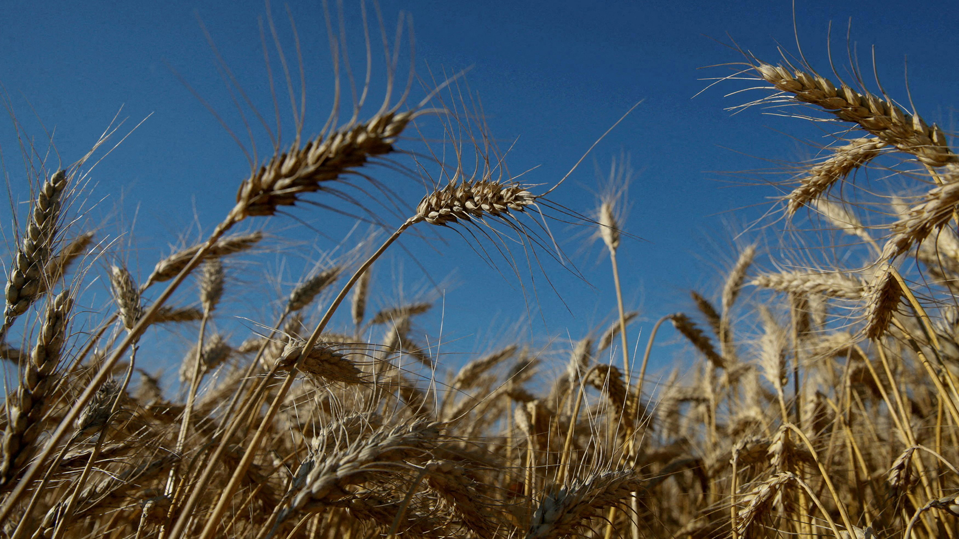 Getreide wächst auf einem Feld in der Ukraine. | REUTERS