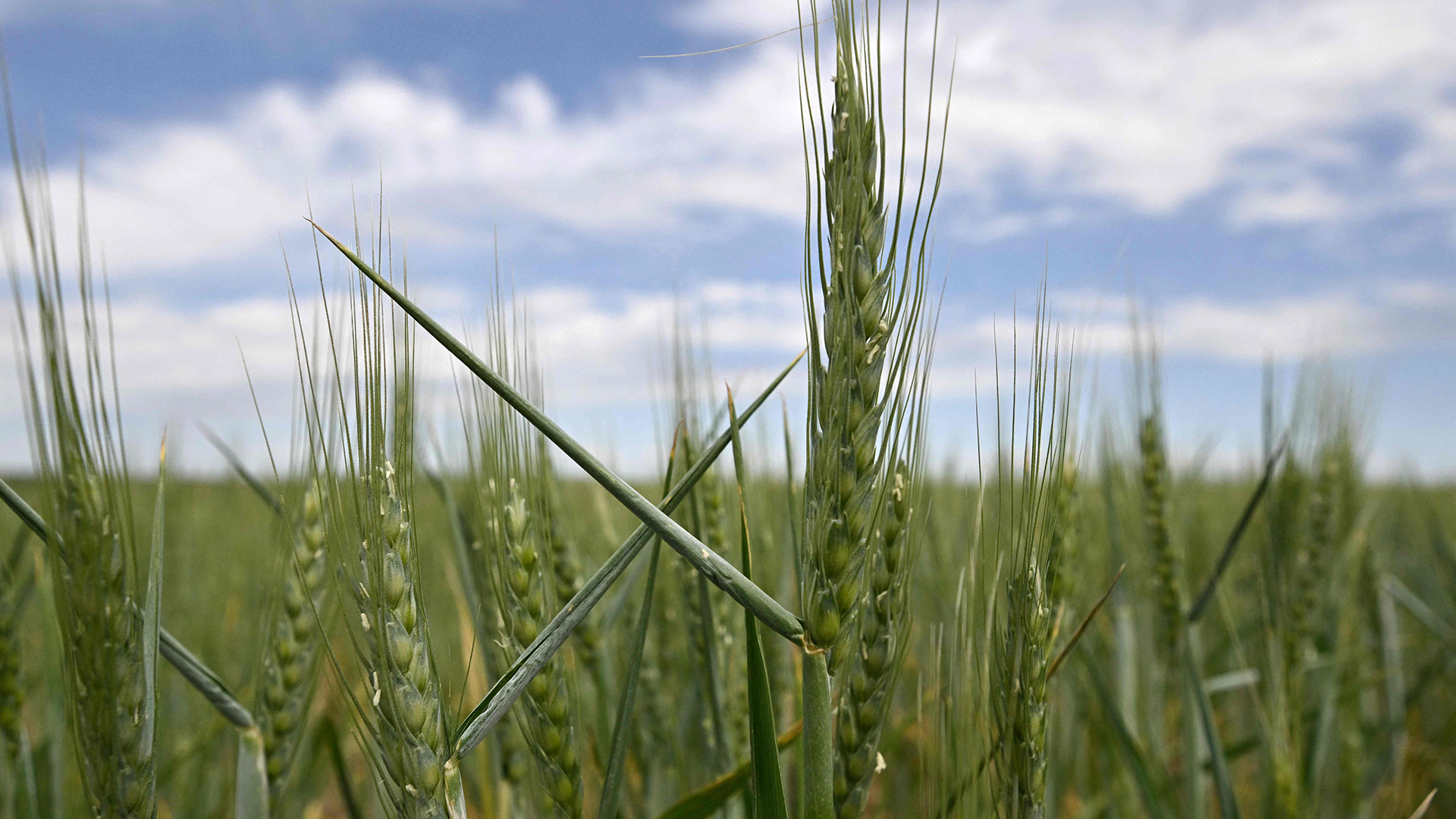 Getreide wächst auf einem Feld in der Ukraine.
