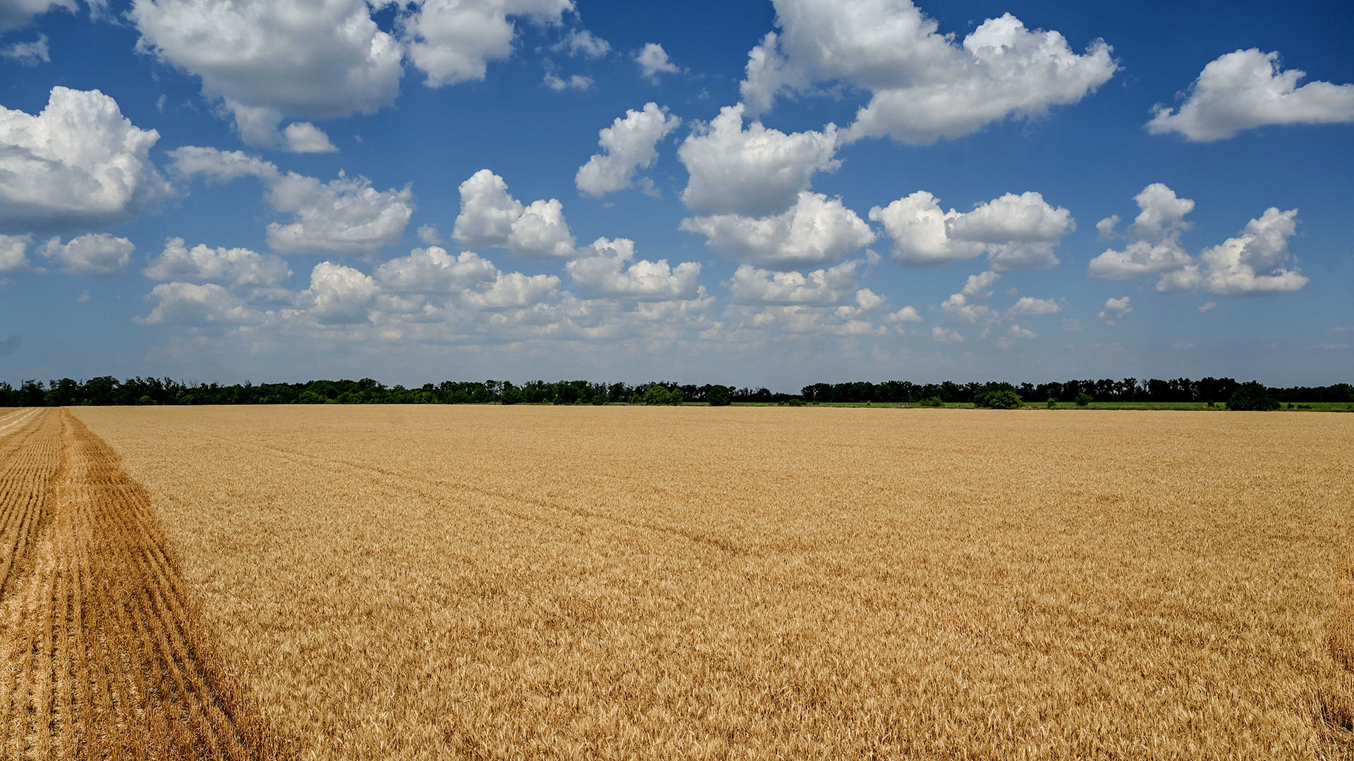 Getreidefeld im Osten der Ukraine | picture alliance / Photoshot