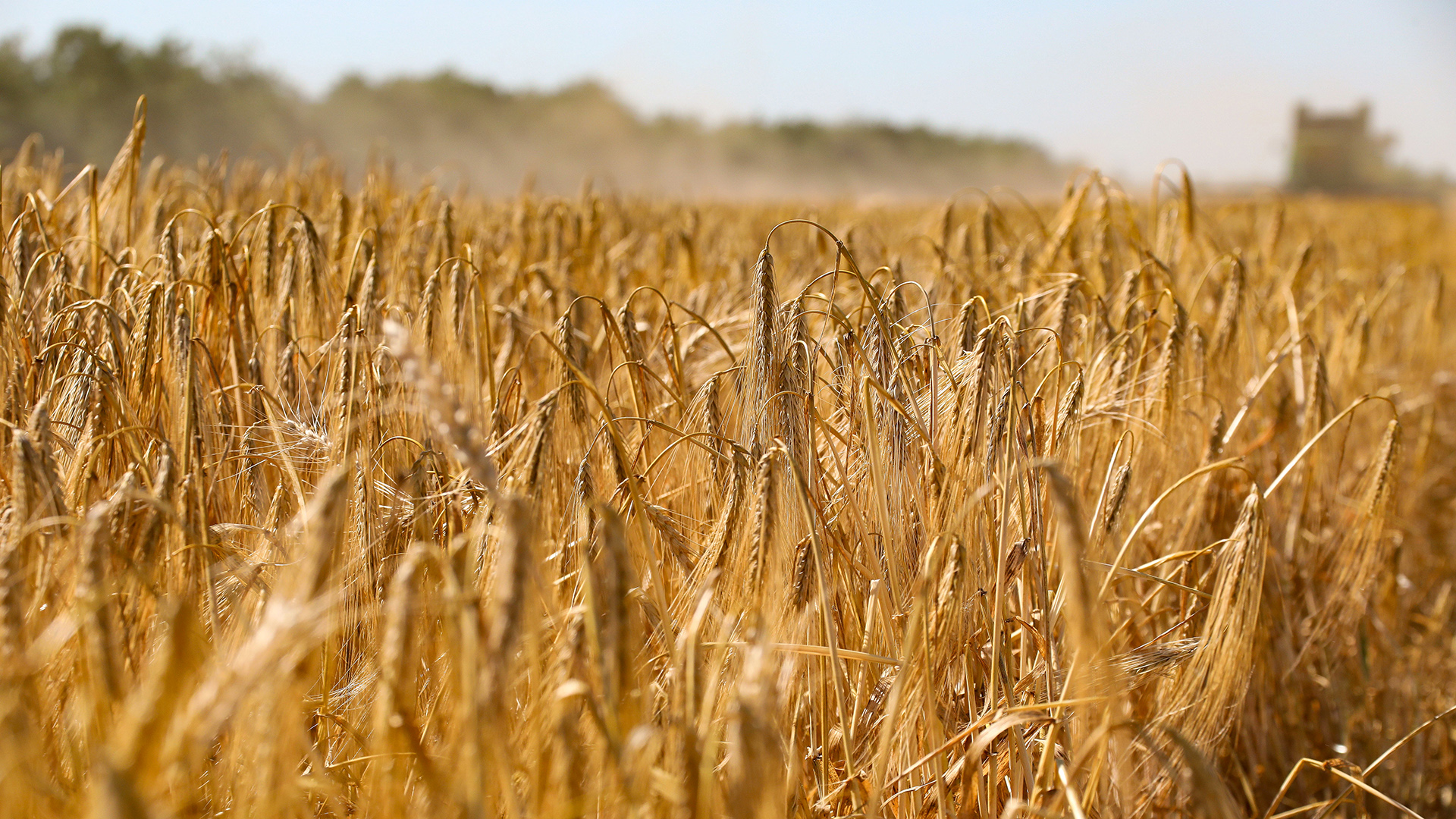 Getreide auf einem Feld in der Region Odessa im Süden der Ukraine.