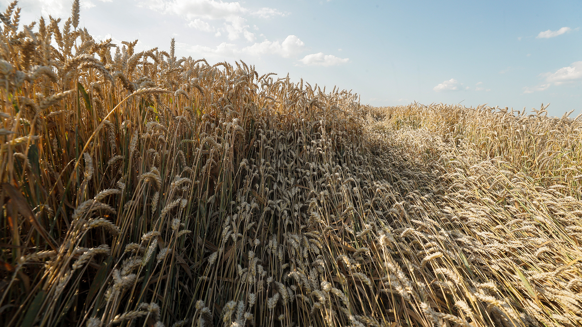 Ein Weizenfeld nahe Kiew in der Ukraine.