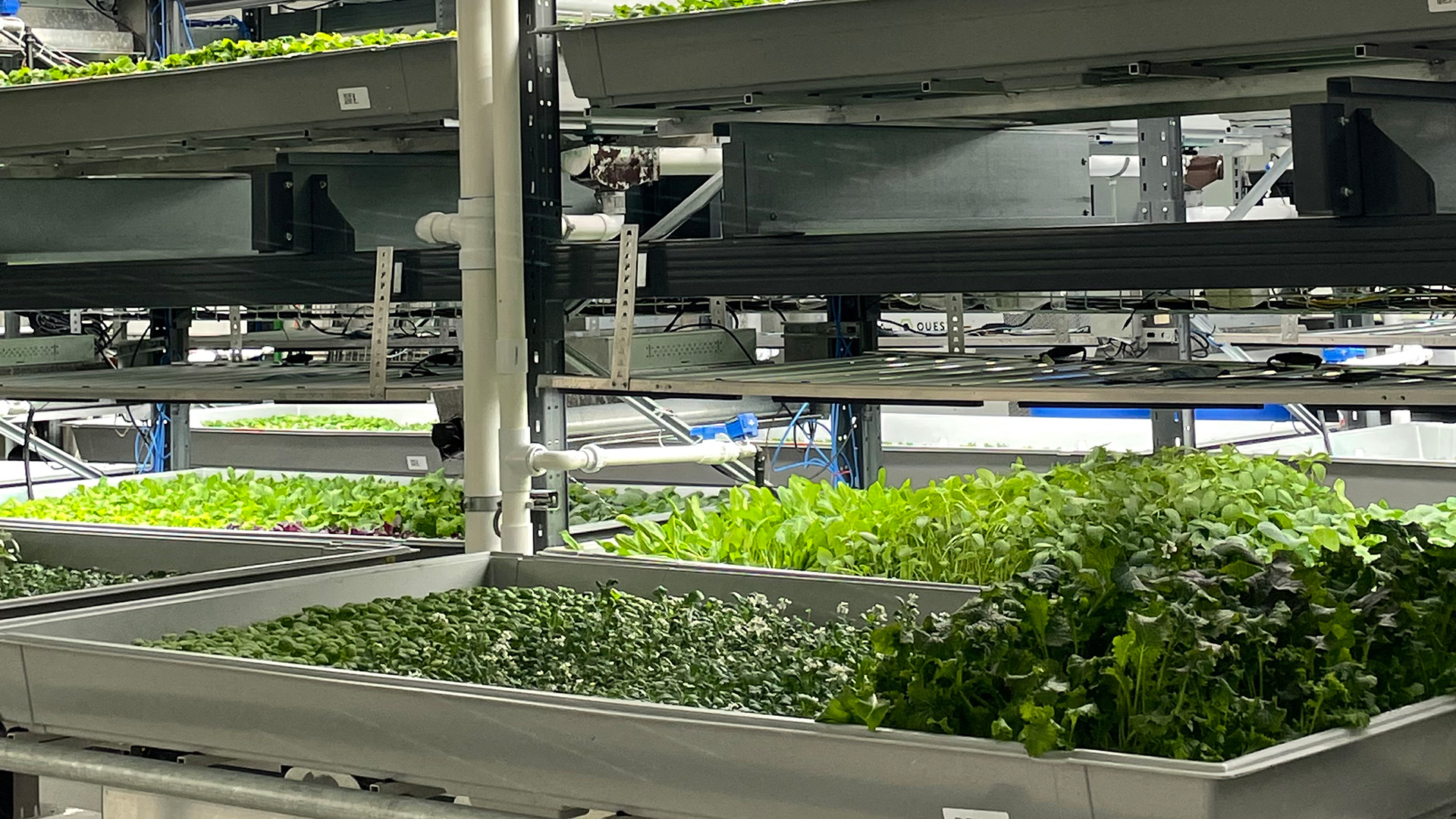 „vertical farming“ in New York, USA | ARD-Studio New York