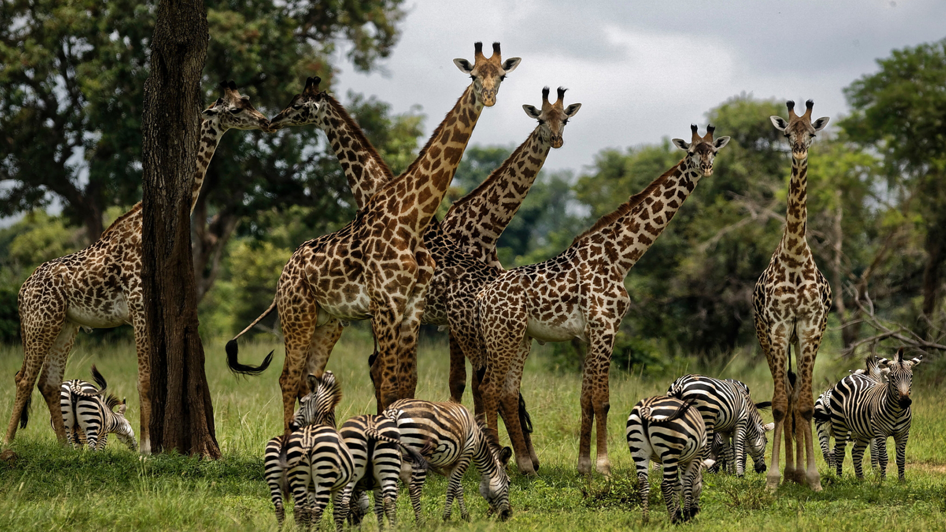 Giraffen und Zebras sind im in Mikumi National Park in Tansania zu sehen.