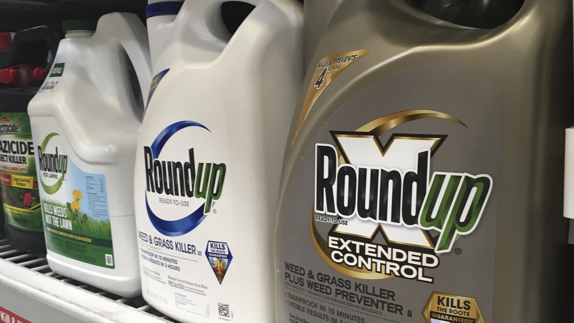 Behälter mit Roundup, einem Unkrautvernichter von Monsanto, stehen in einem Regal in einem Baumarkt.