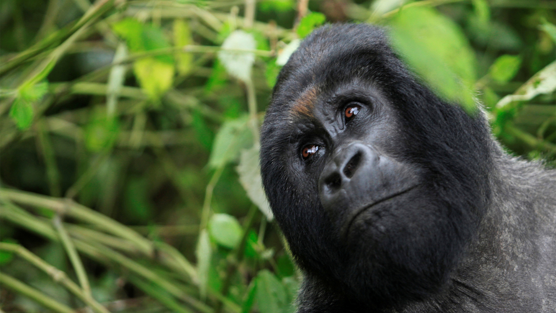 Berg-Gorilla im Virunga  Nationalpark, Dem.Rep. Kongo | REUTERS