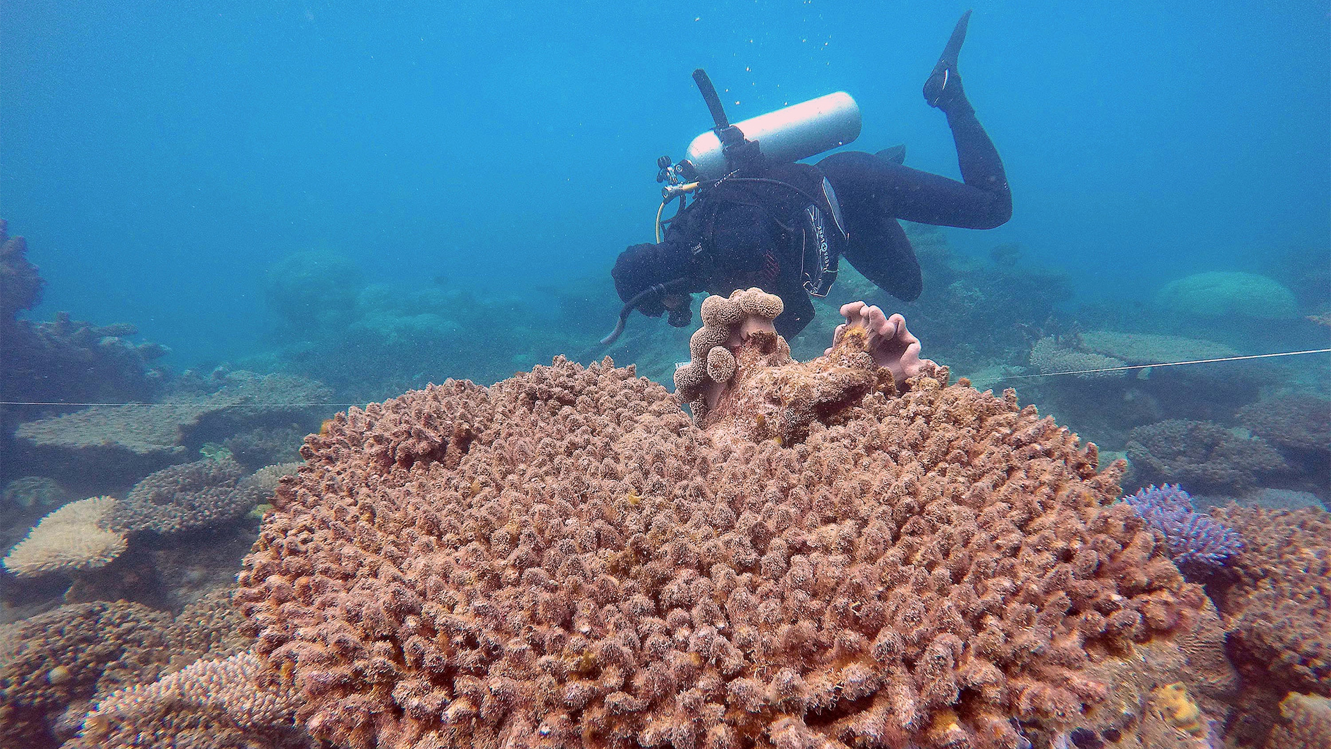 Ein Taucher vor dem Great Barrier Reef | REUTERS