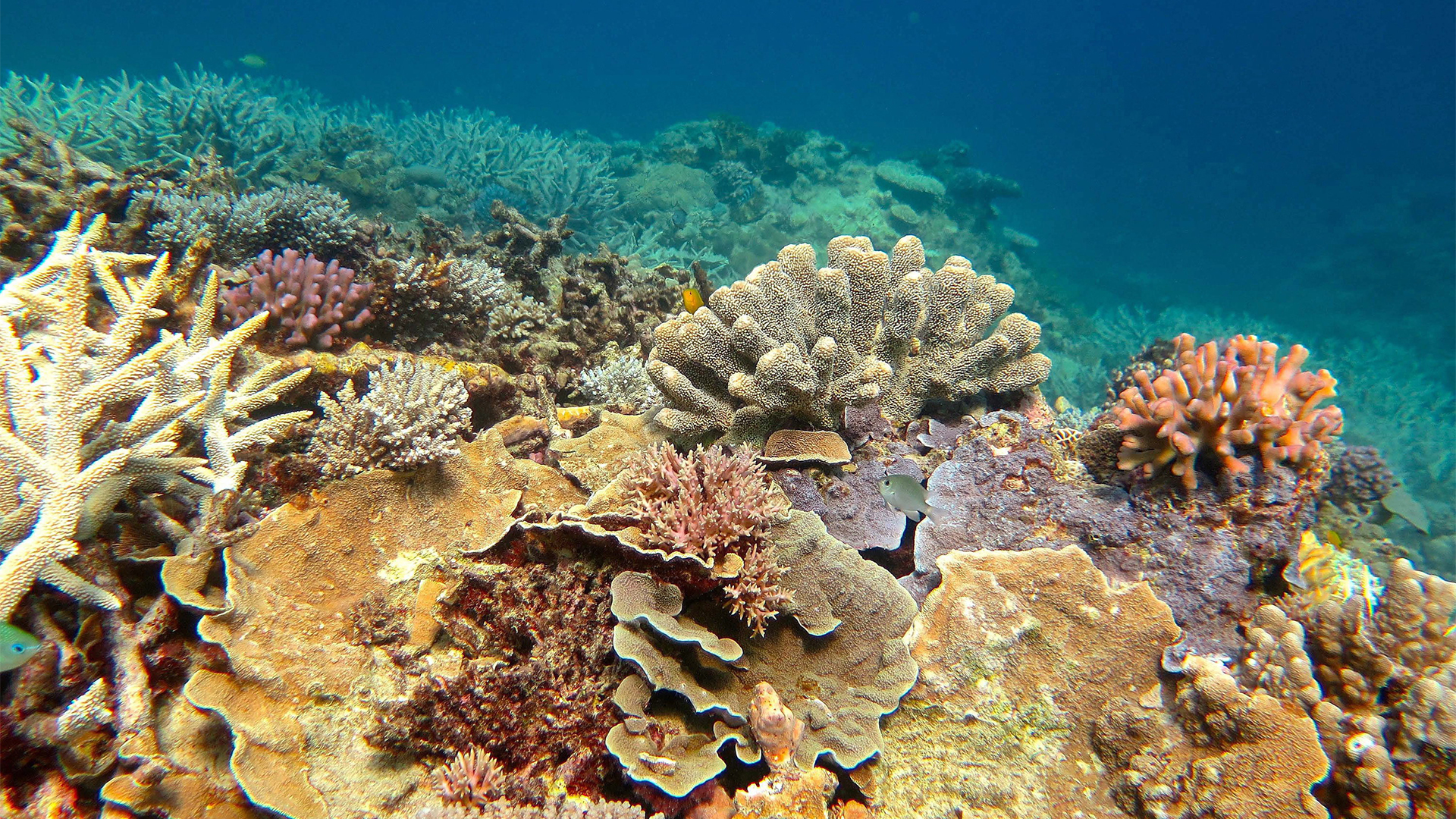 Blick auf das Great Barrier Reef | dpa