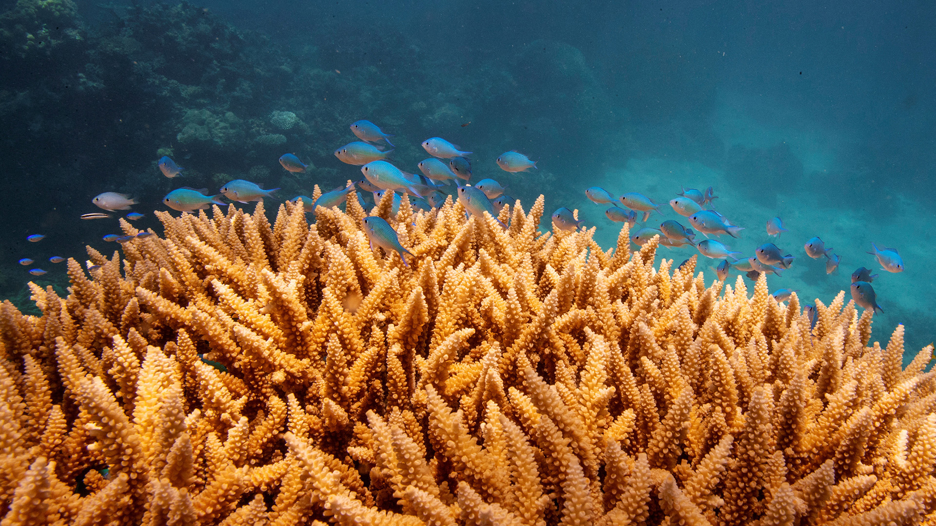Ein Schwarm von Fischen schwimmt über Korallen. | REUTERS