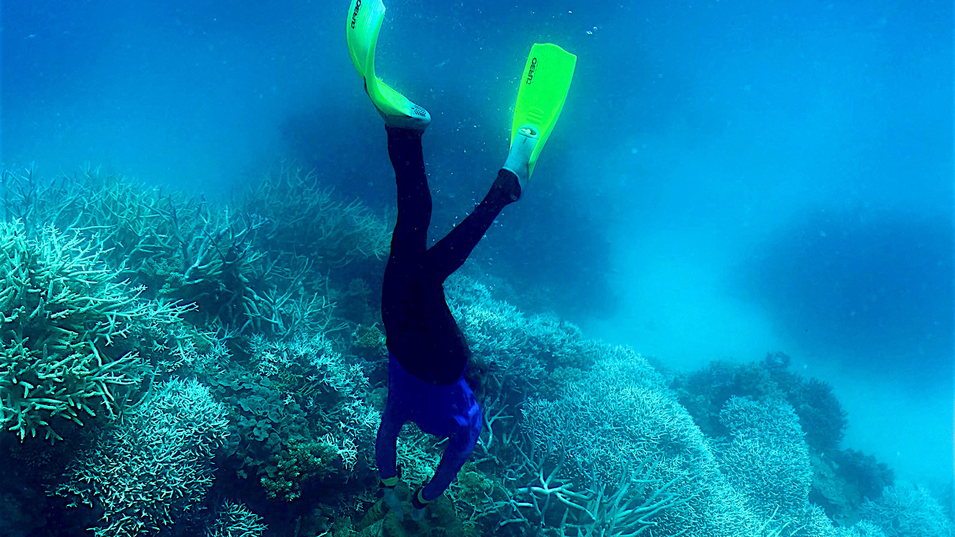 Ein Taucher, der im Great Barrier Reef vor der Küste des australischen Bundesstaates Queensland zwischen den Korallen schwimmt. | AFP